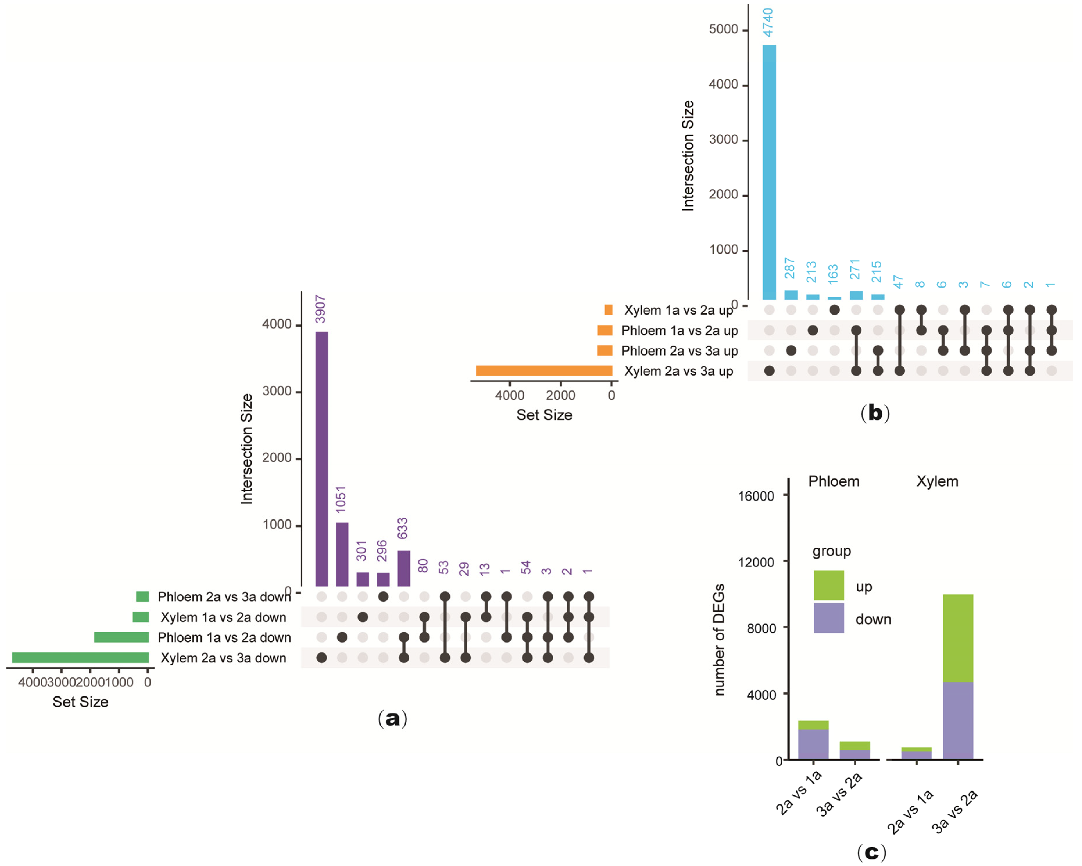 Plants 14 00459 g002