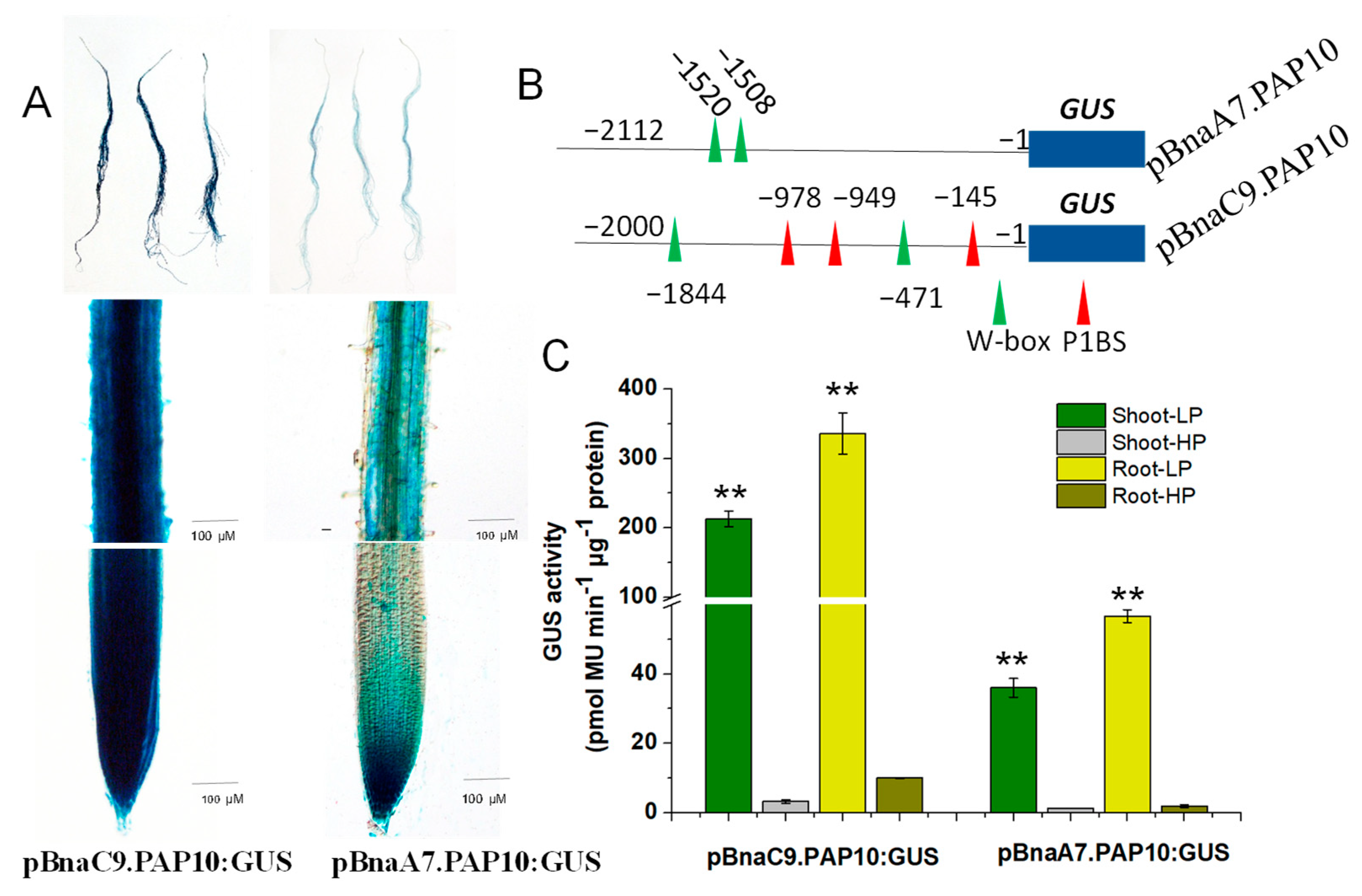 Plants 14 00461 g007