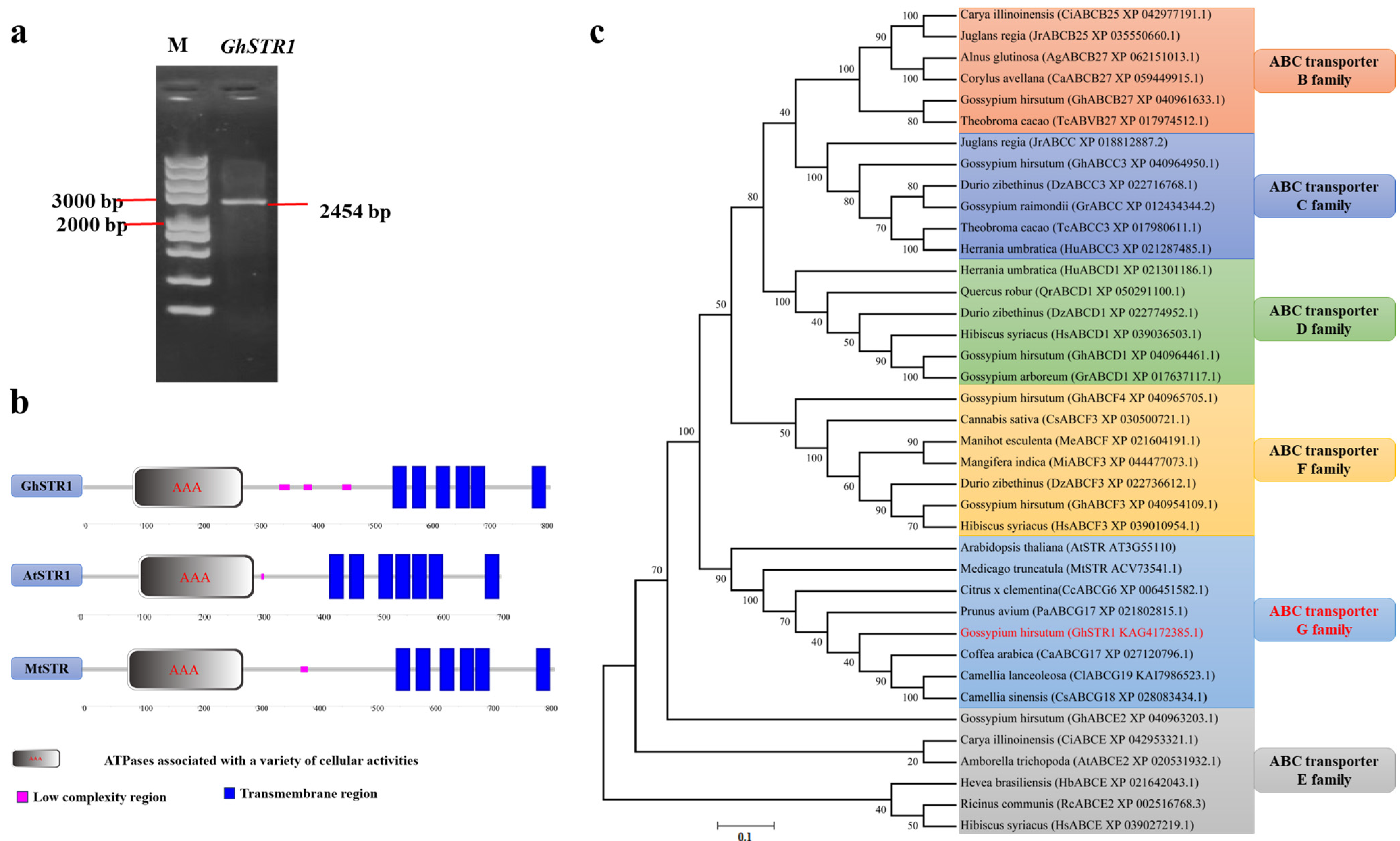 Plants 14 00465 g001