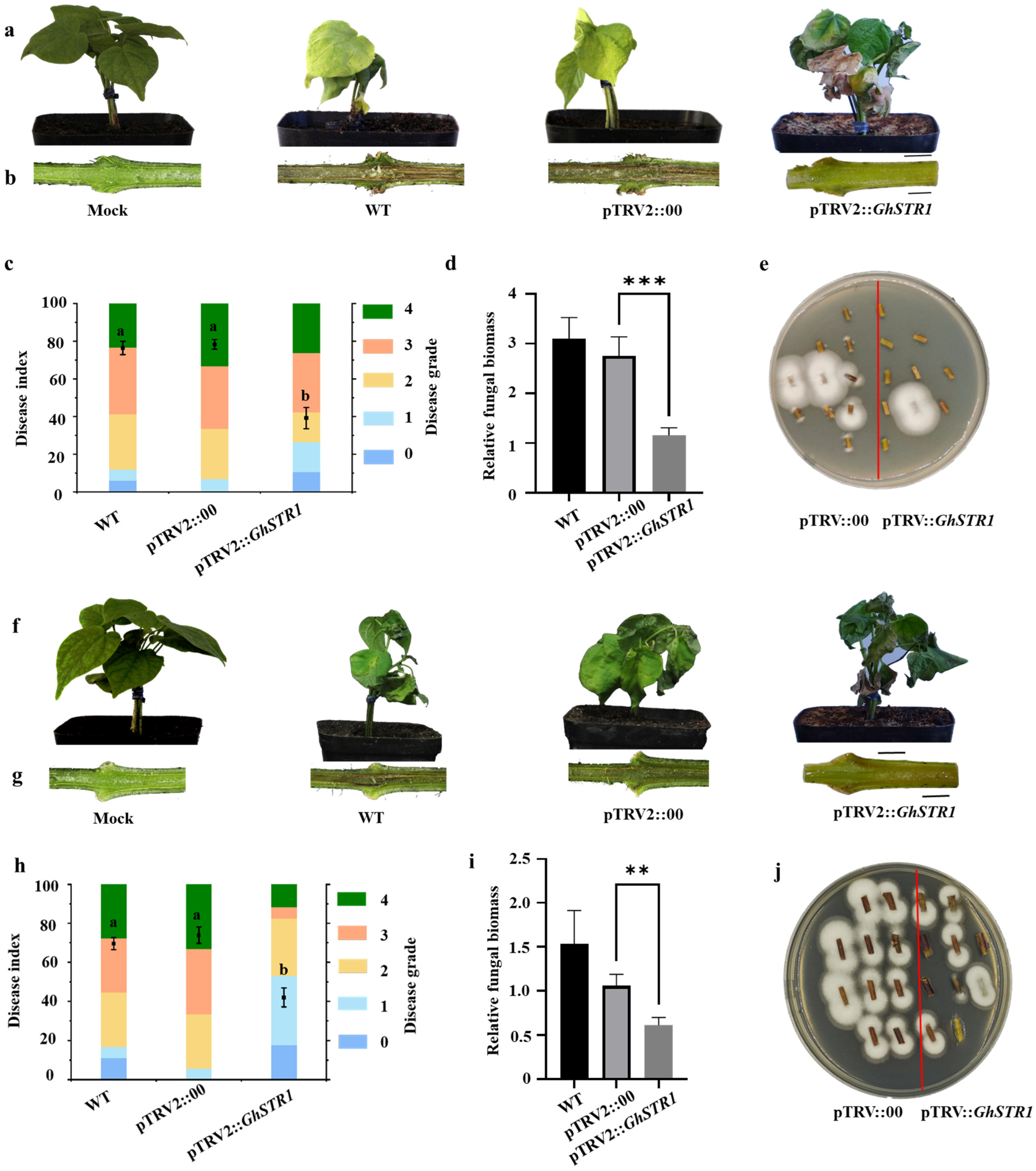 Plants 14 00465 g004