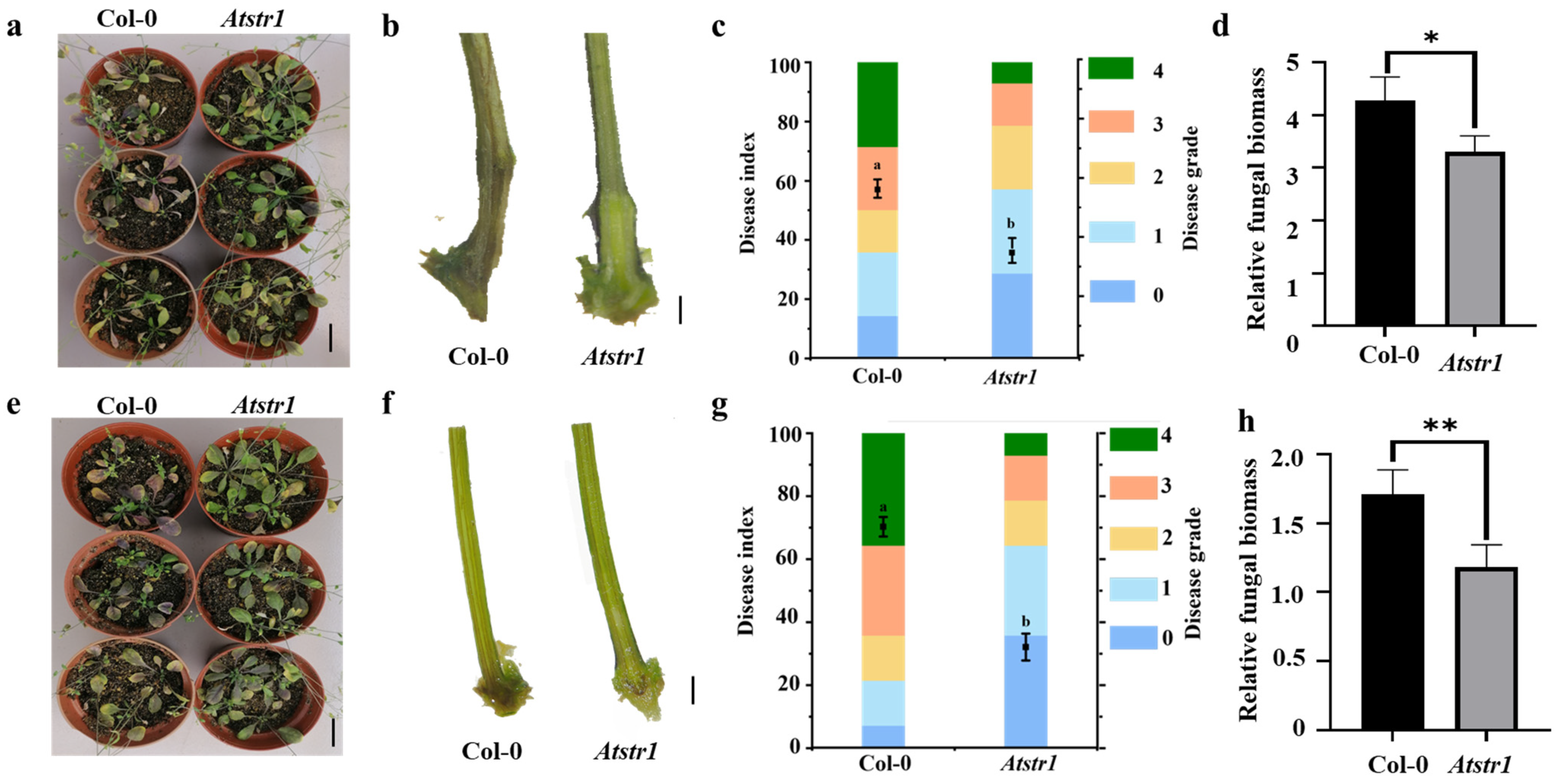 Plants 14 00465 g006