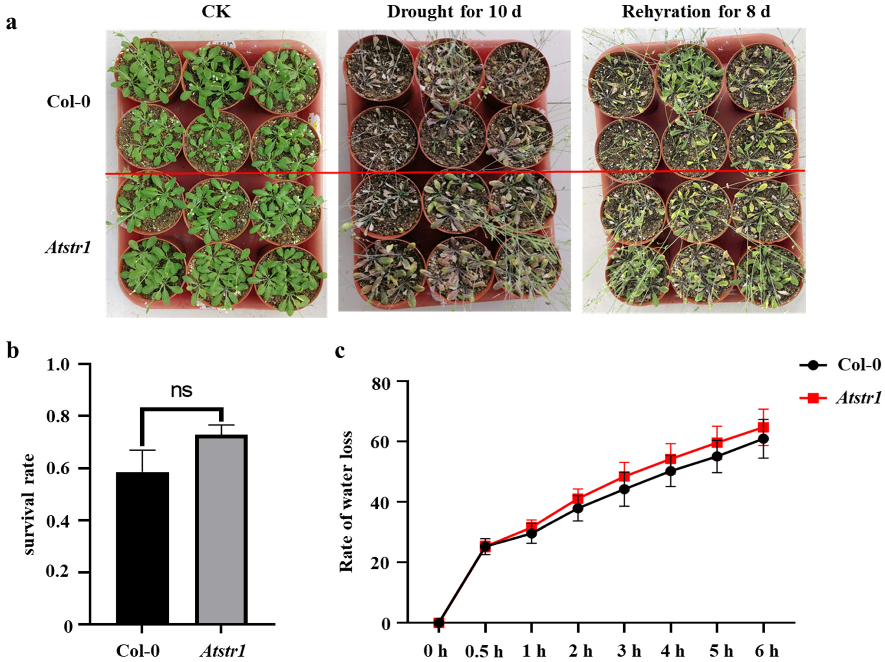Plants 14 00465 g008