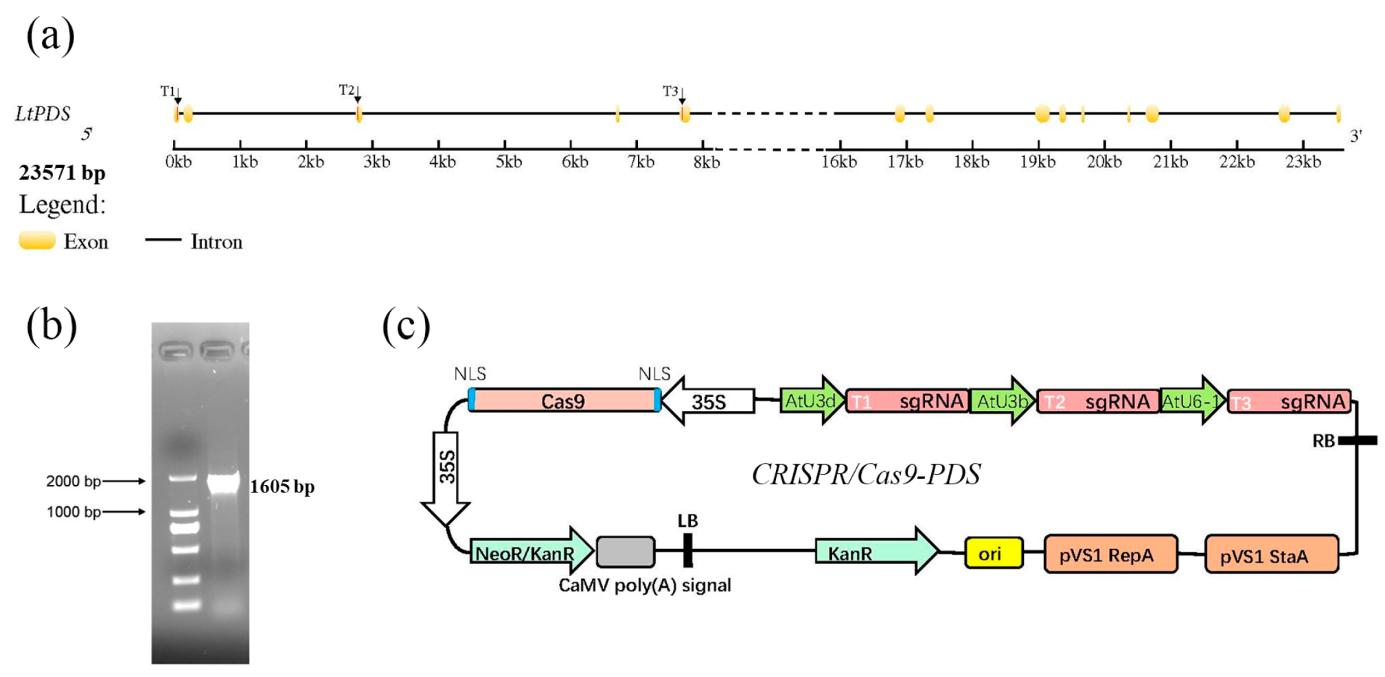 Plants 14 00472 g001
