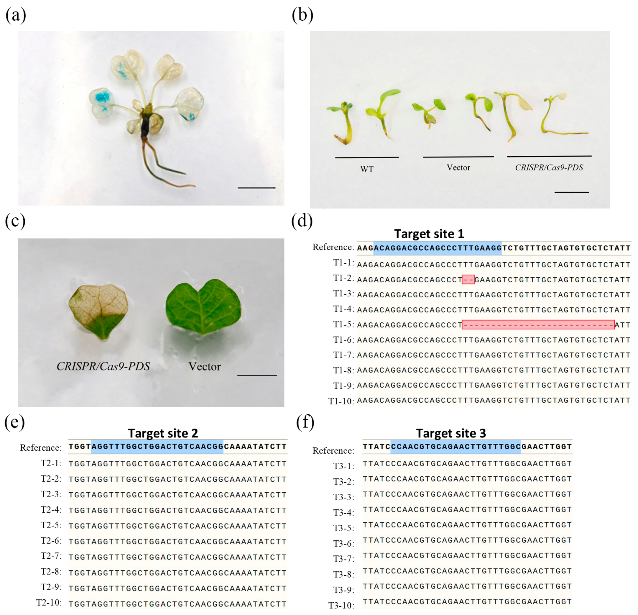Plants 14 00472 g002