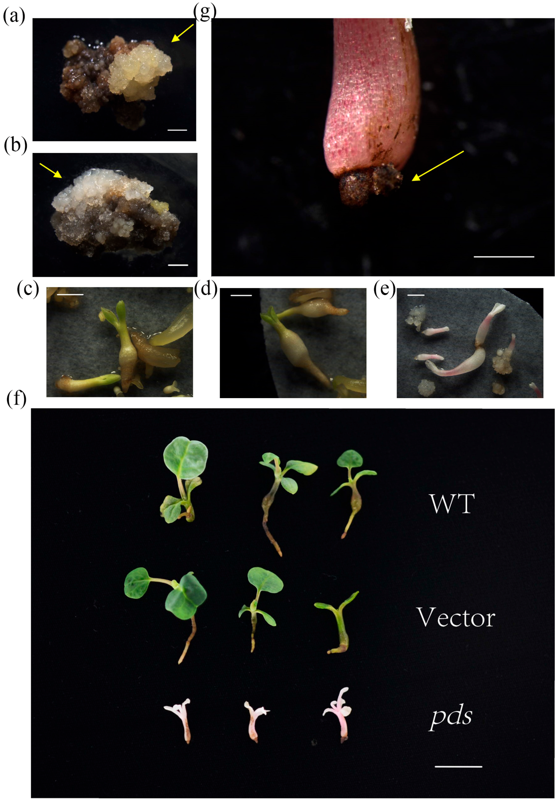 Plants 14 00472 g003