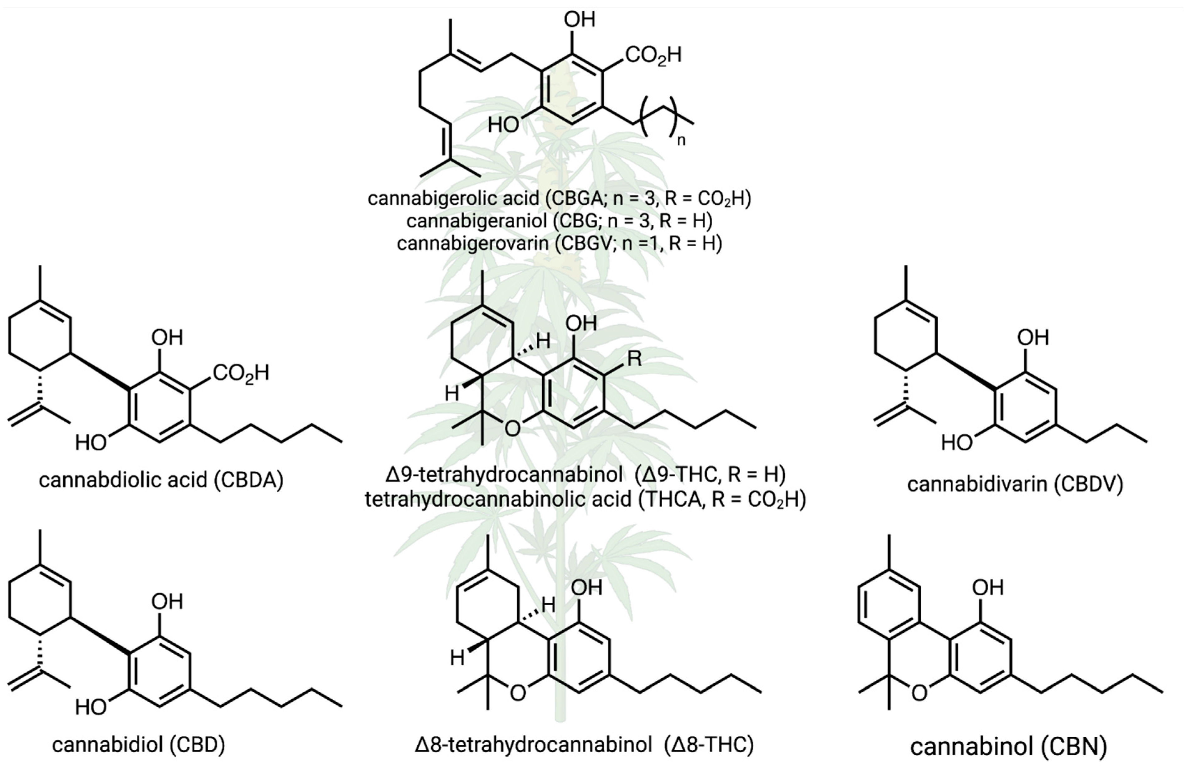 Plants 14 00474 g001