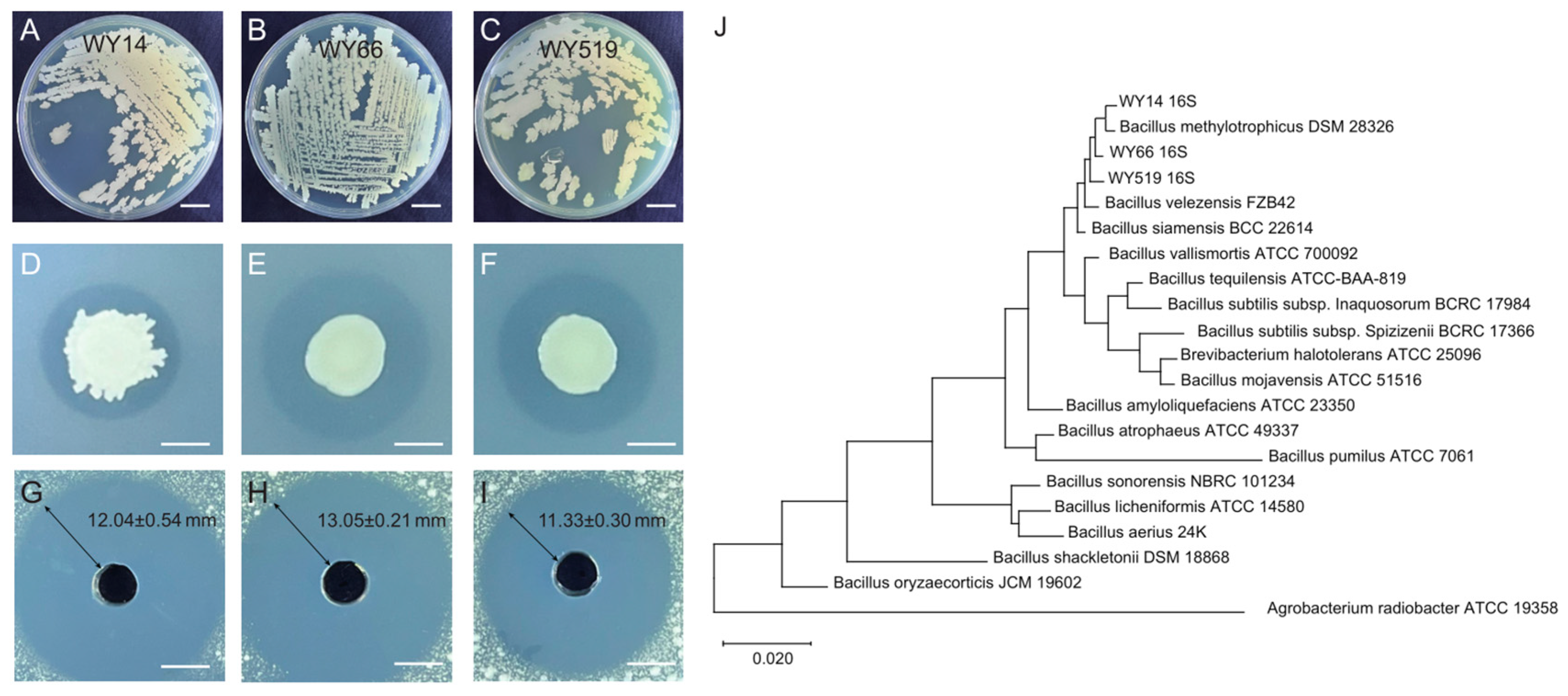 Plants 14 00475 g001