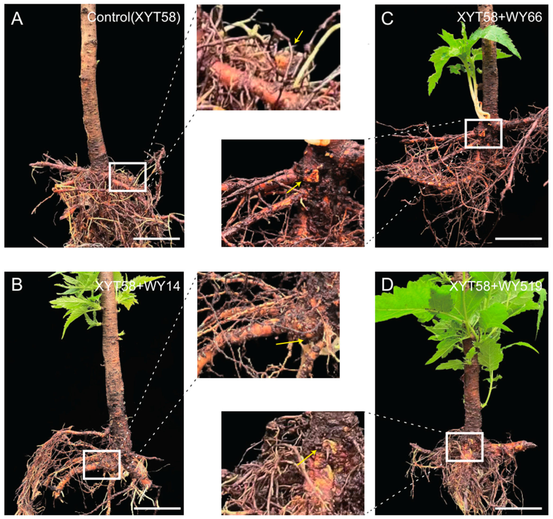 Plants 14 00475 g002
