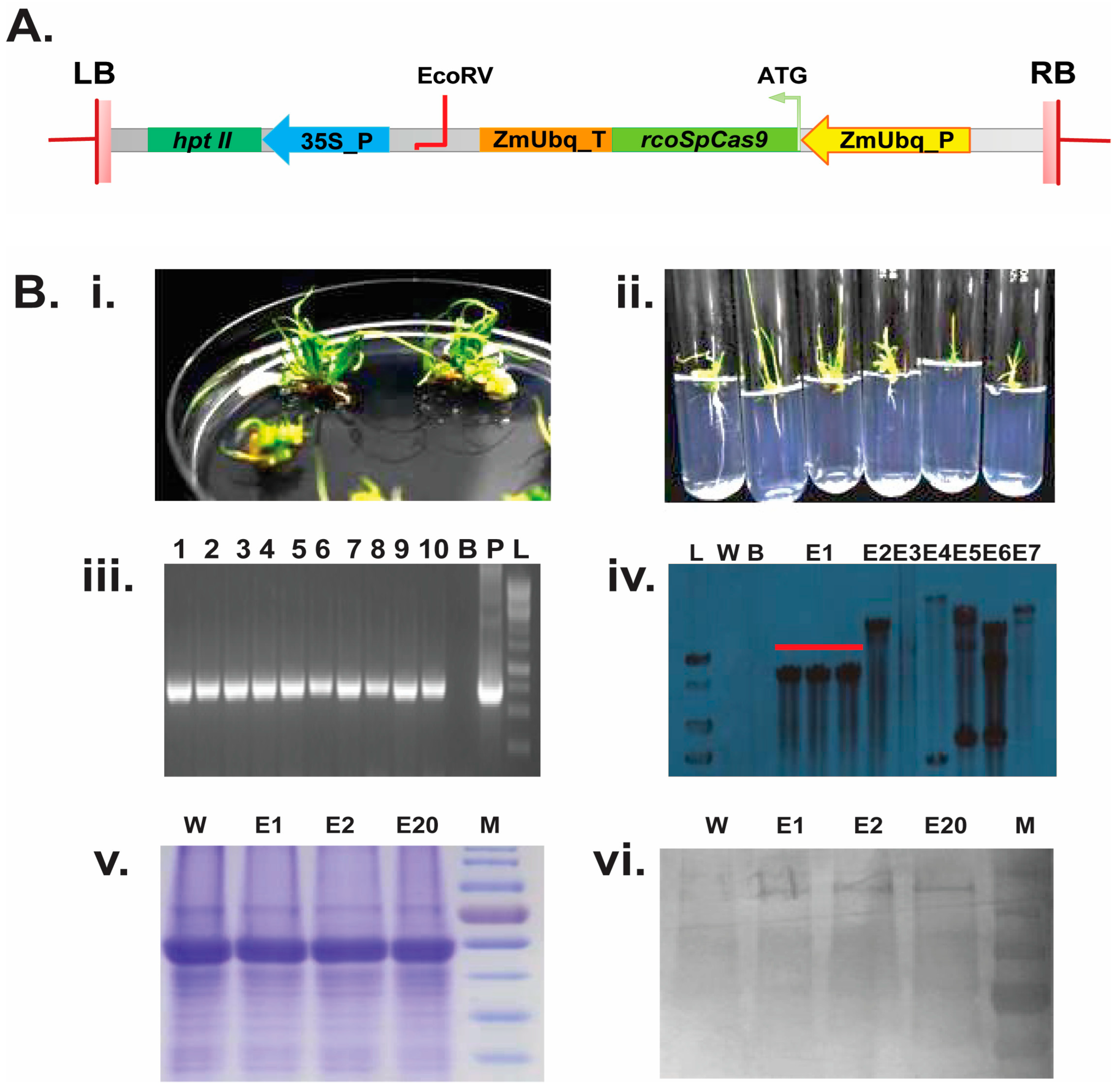 Plants 14 00477 g001