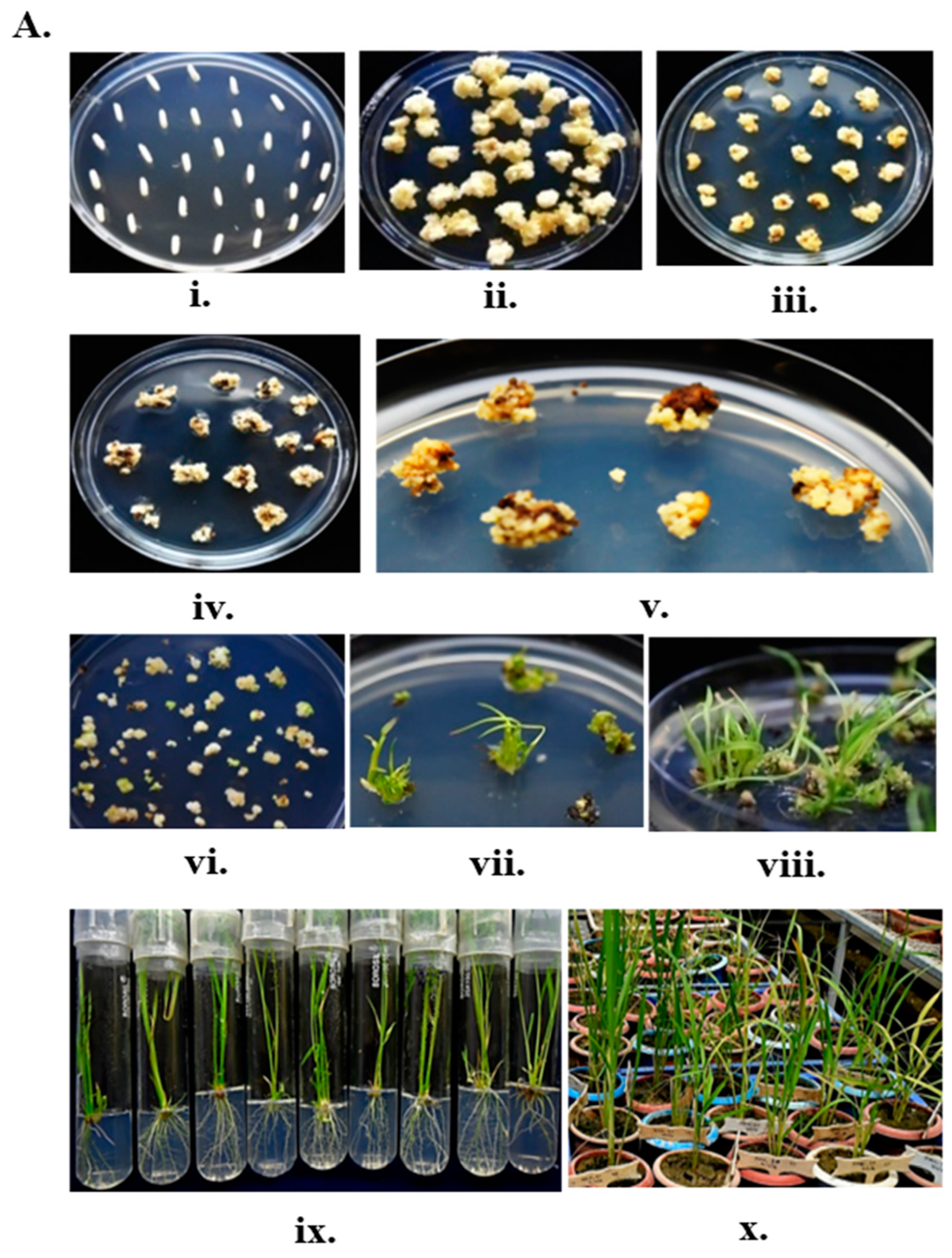 Plants 14 00477 g003a