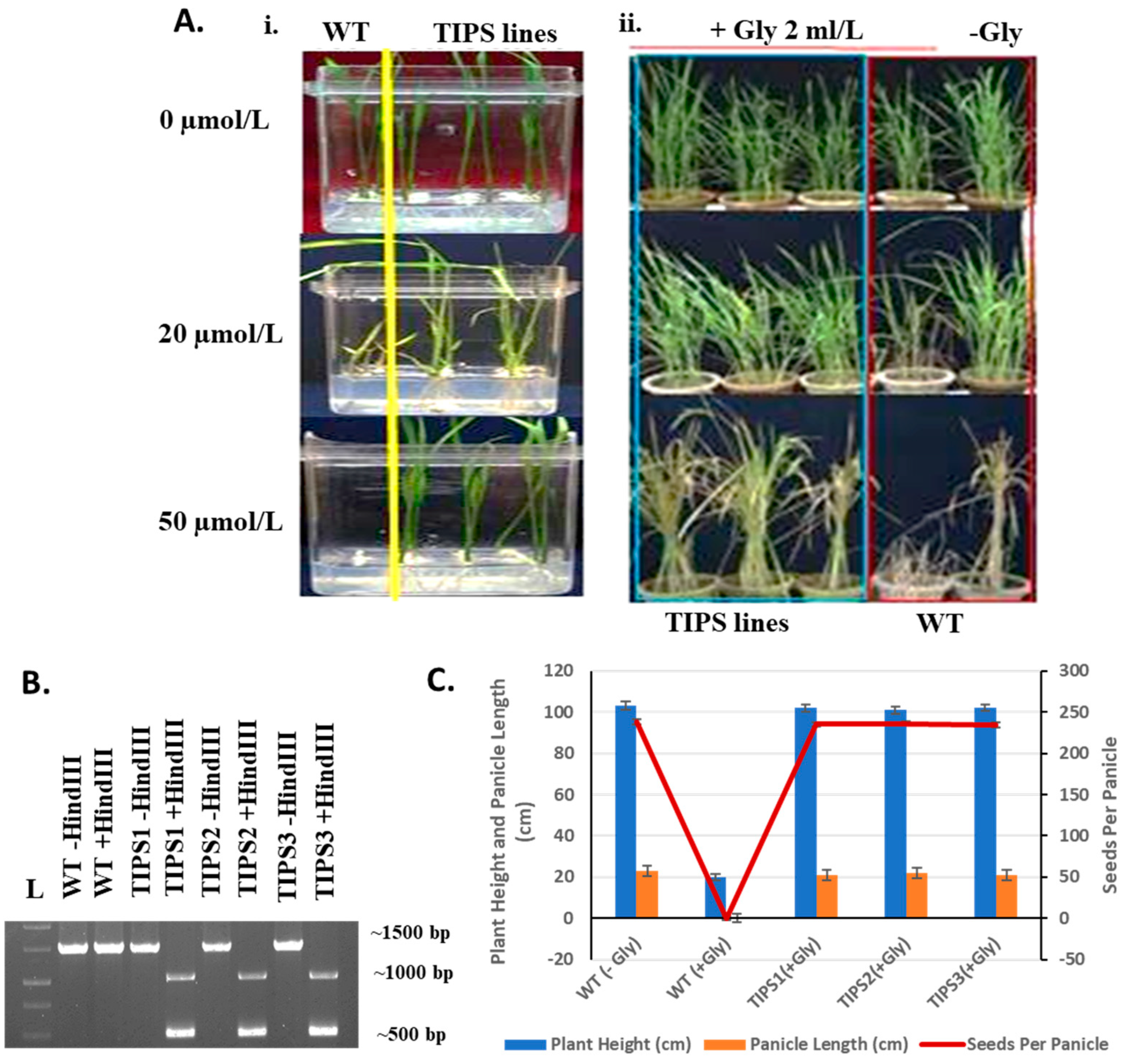 Plants 14 00477 g004
