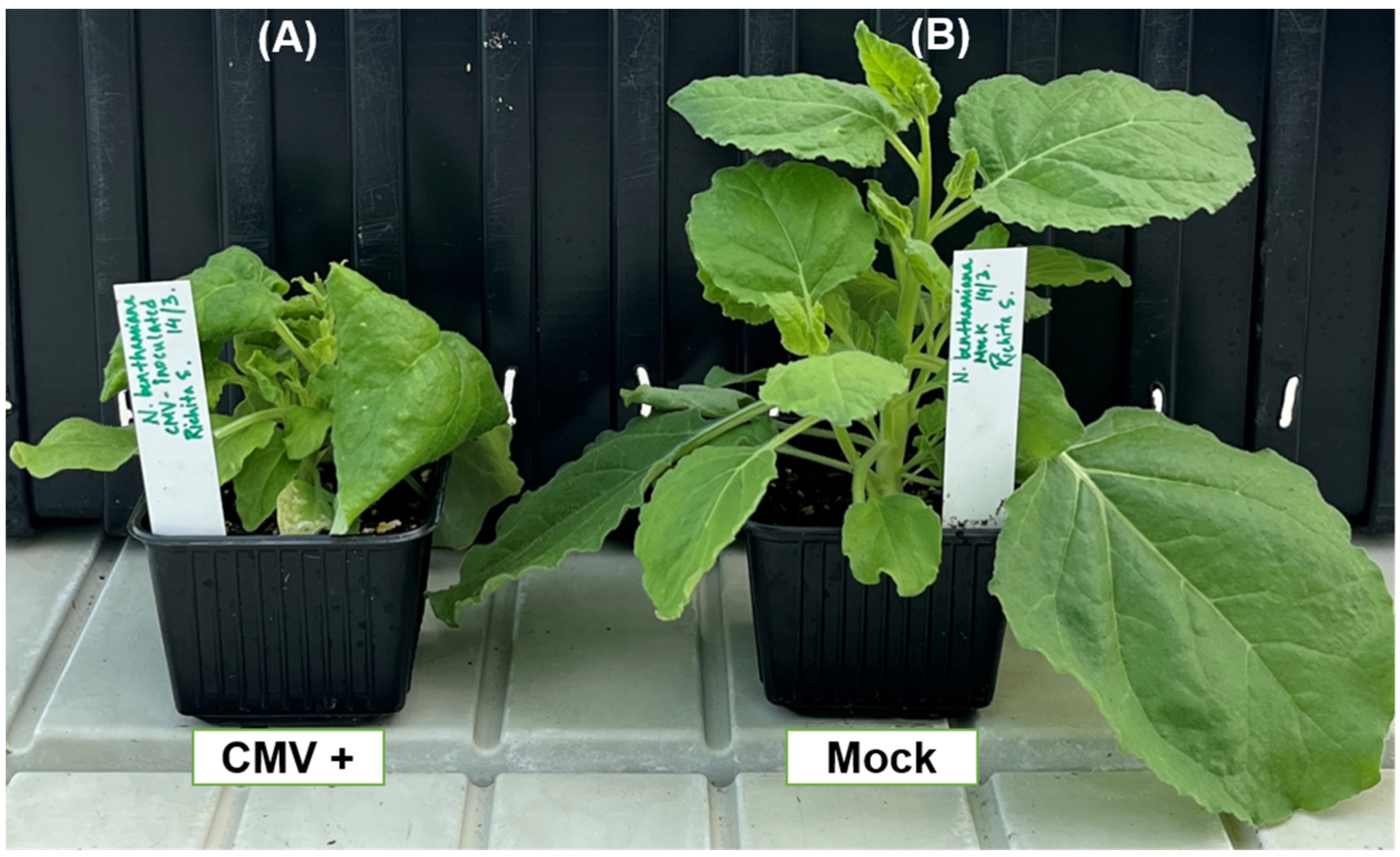 Plants 14 00495 g002 Plants 14 00495 g002