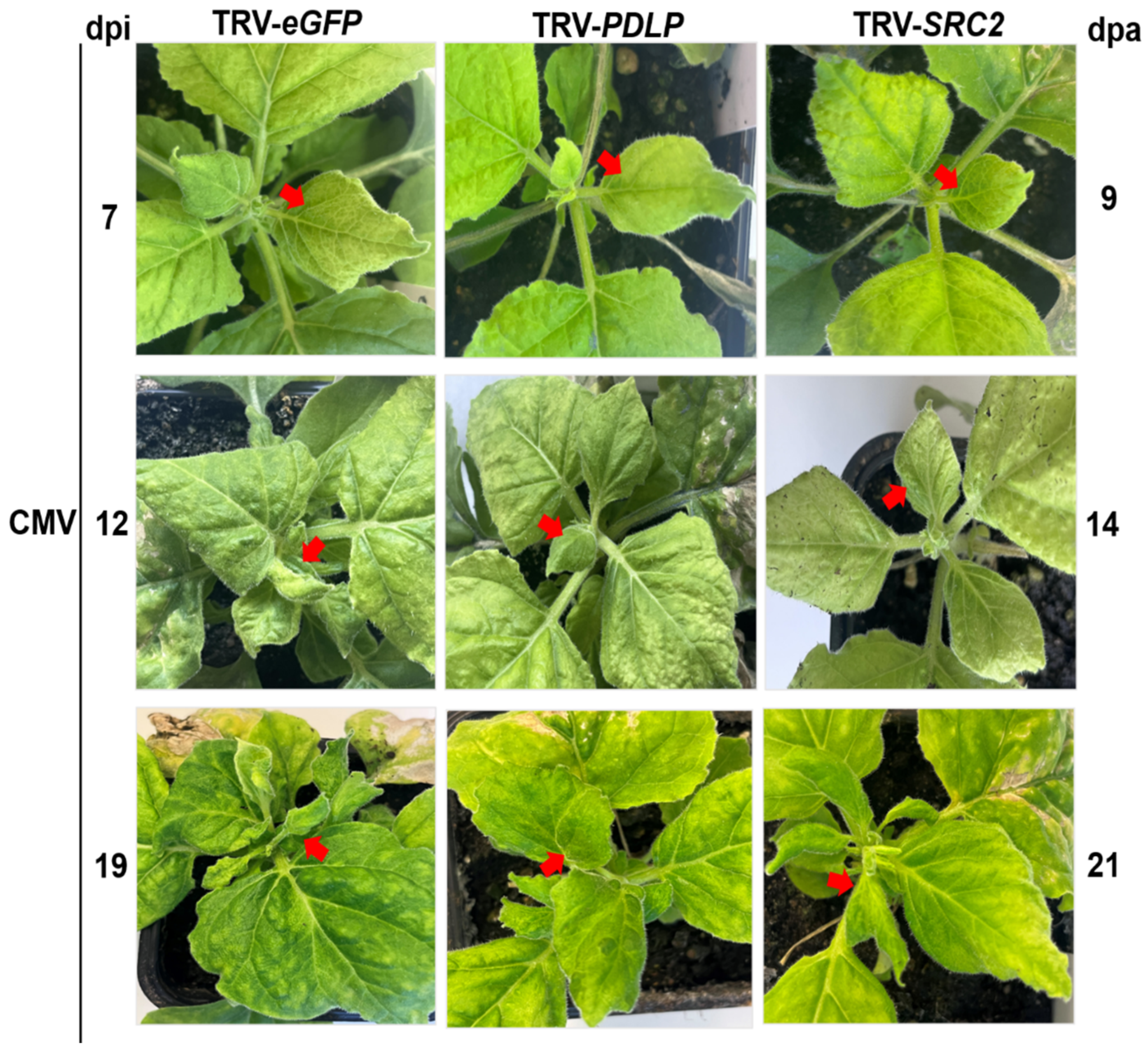 Plants 14 00495 g006 Plants 14 00495 g006