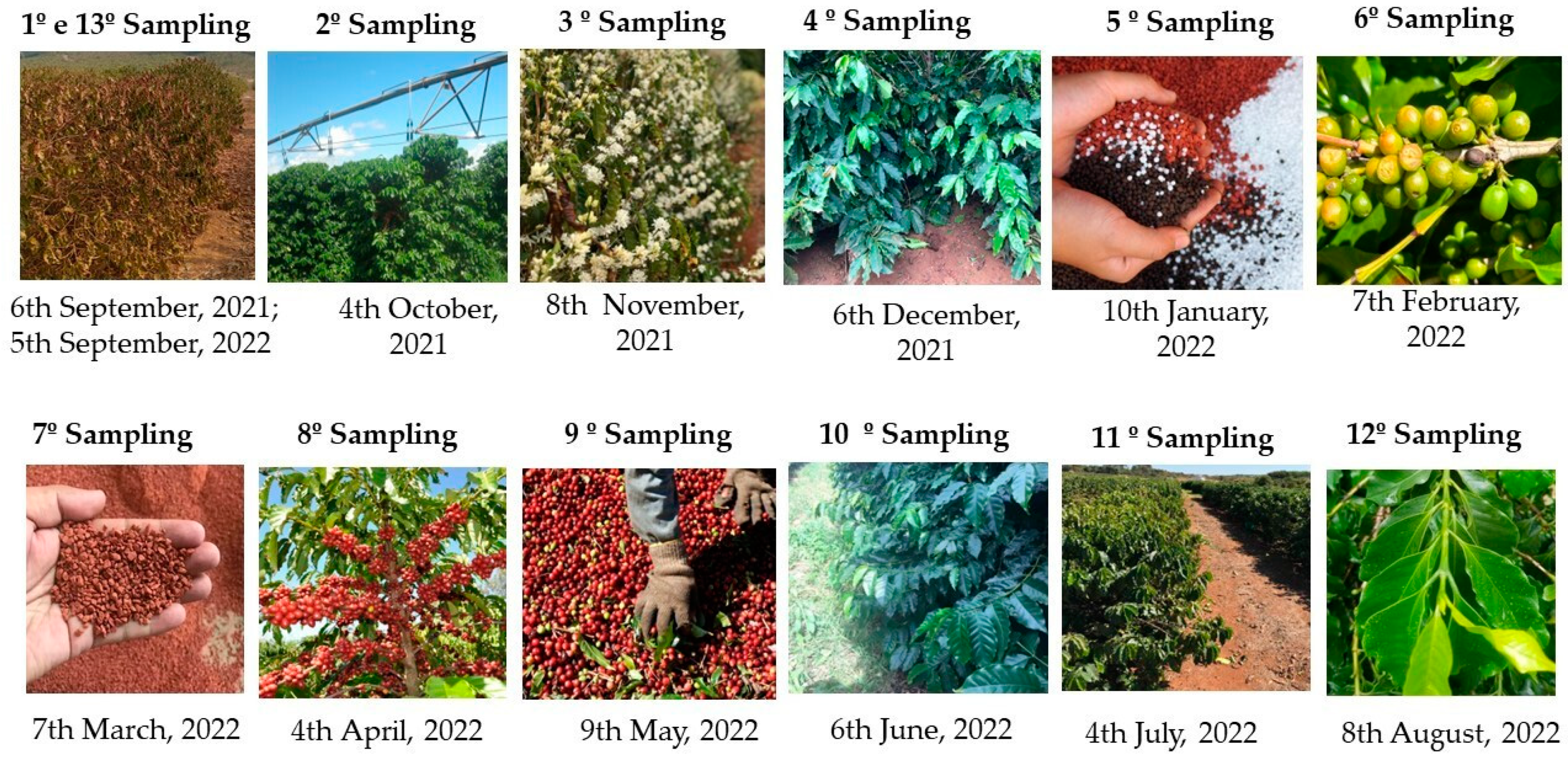 Plants 14 00496 g007