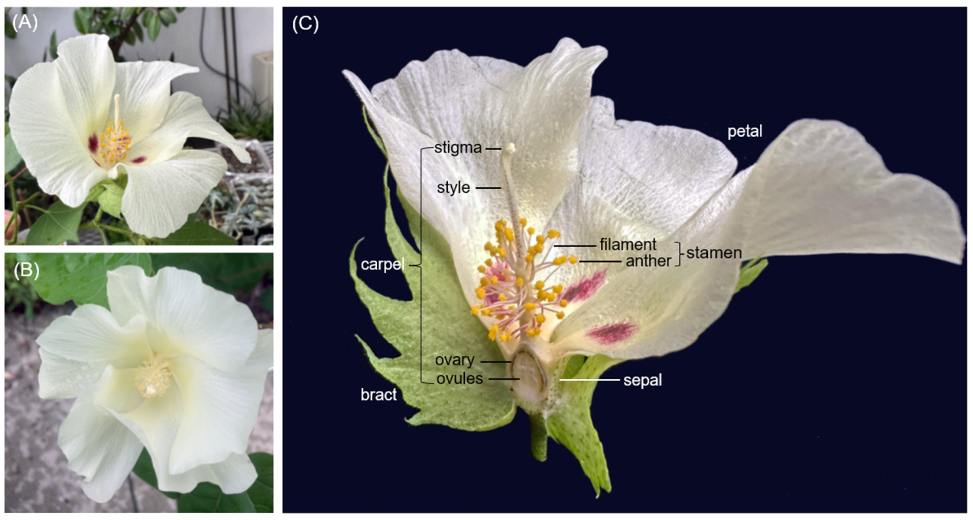 Plants 14 00502 g001