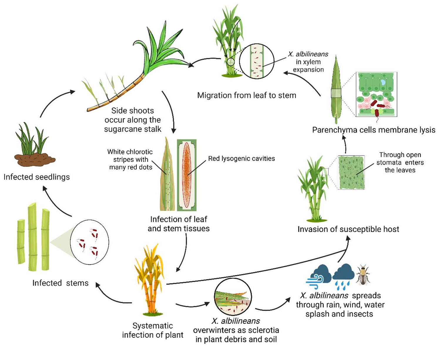 Plants 14 00508 g001 Plants 14 00508 g001