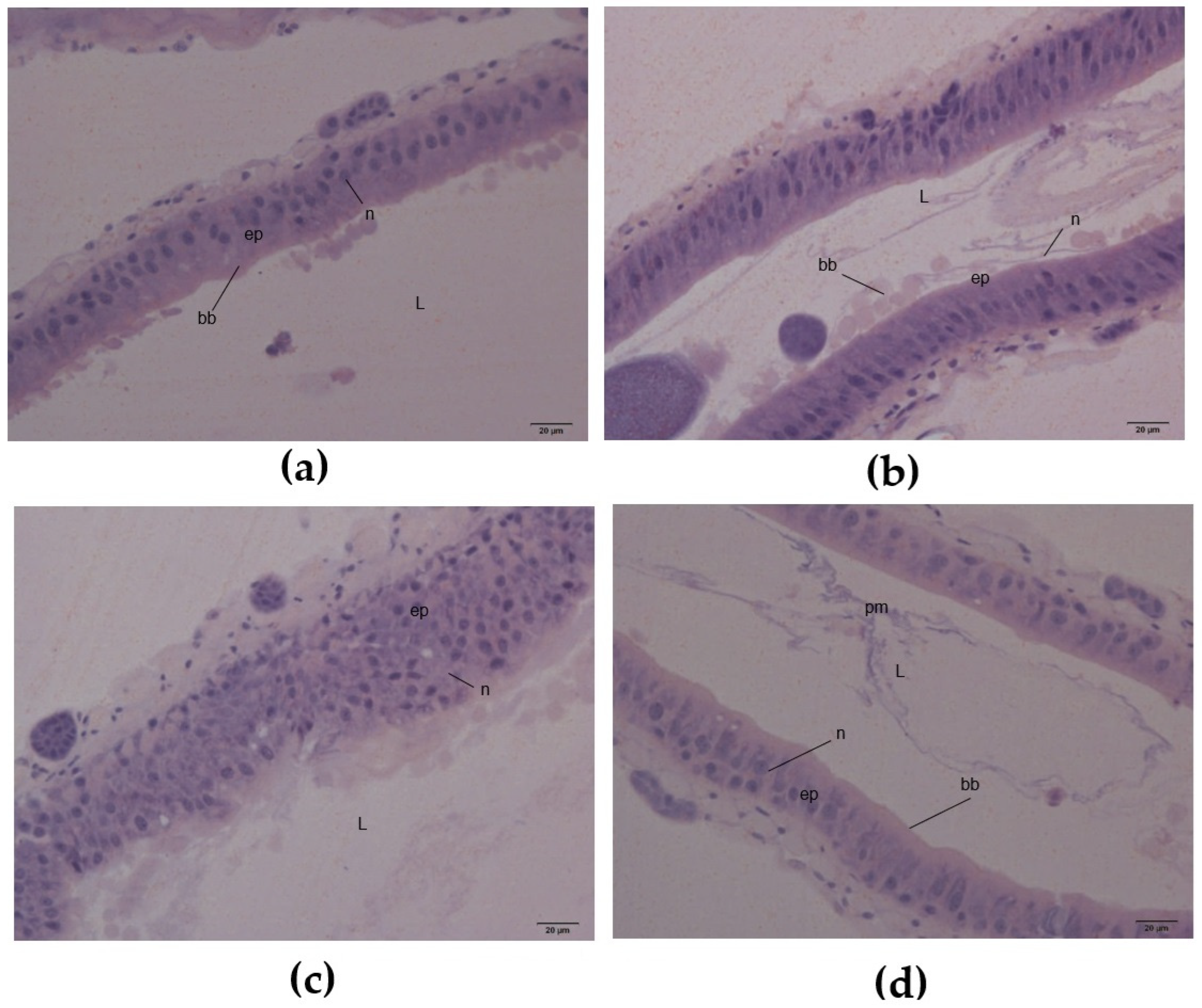 Plants 14 00511 g006 Plants 14 00511 g006