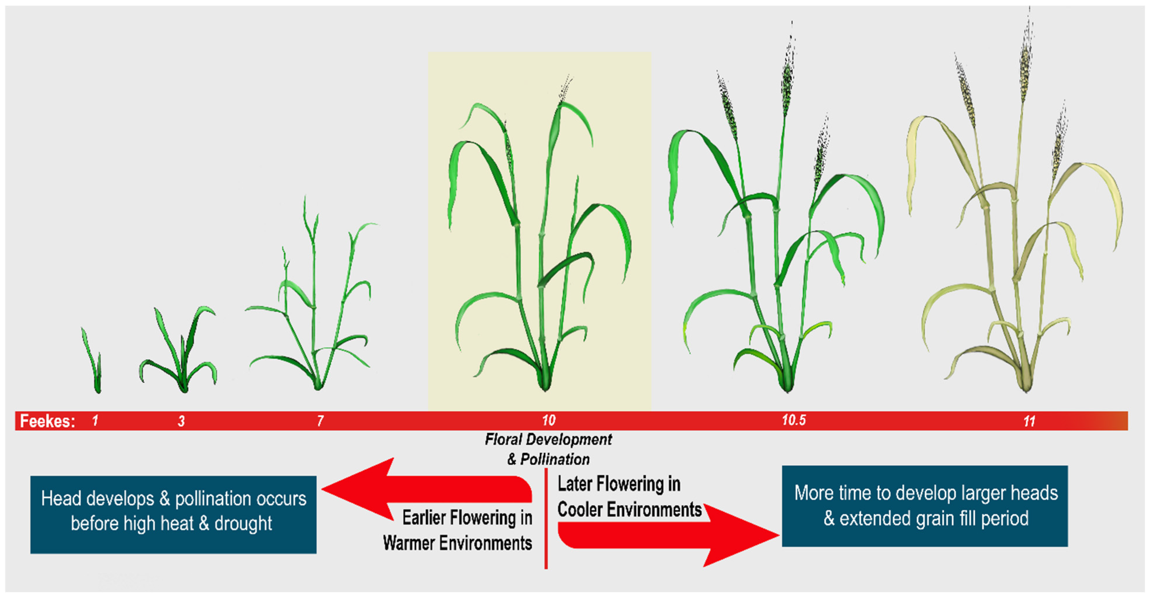Plants 14 00512 g004 Plants 14 00512 g004