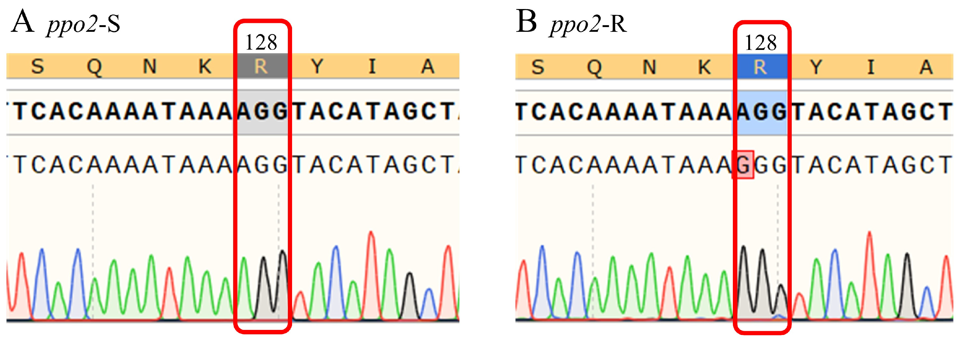 Plants 14 00515 g002