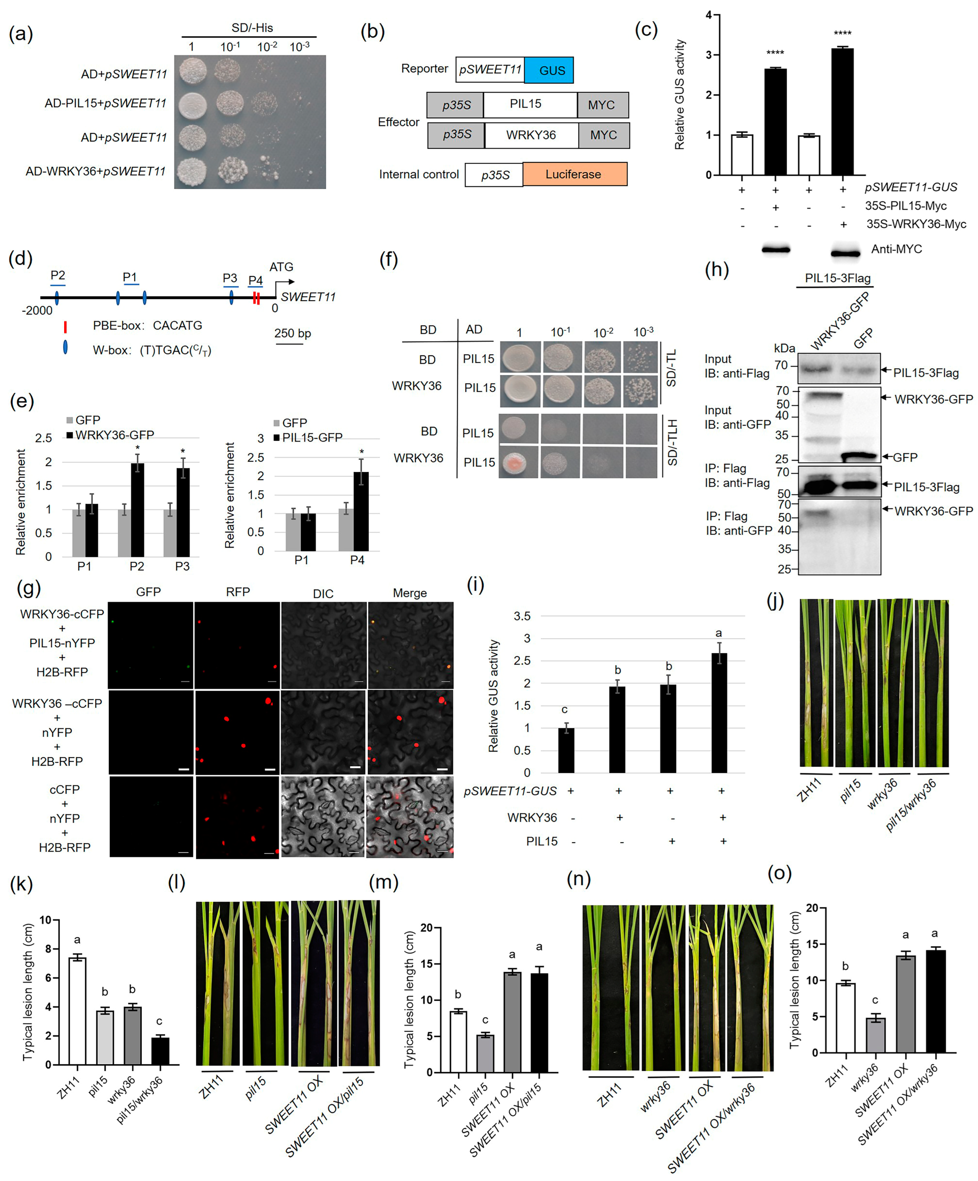 Plants 14 00518 g002