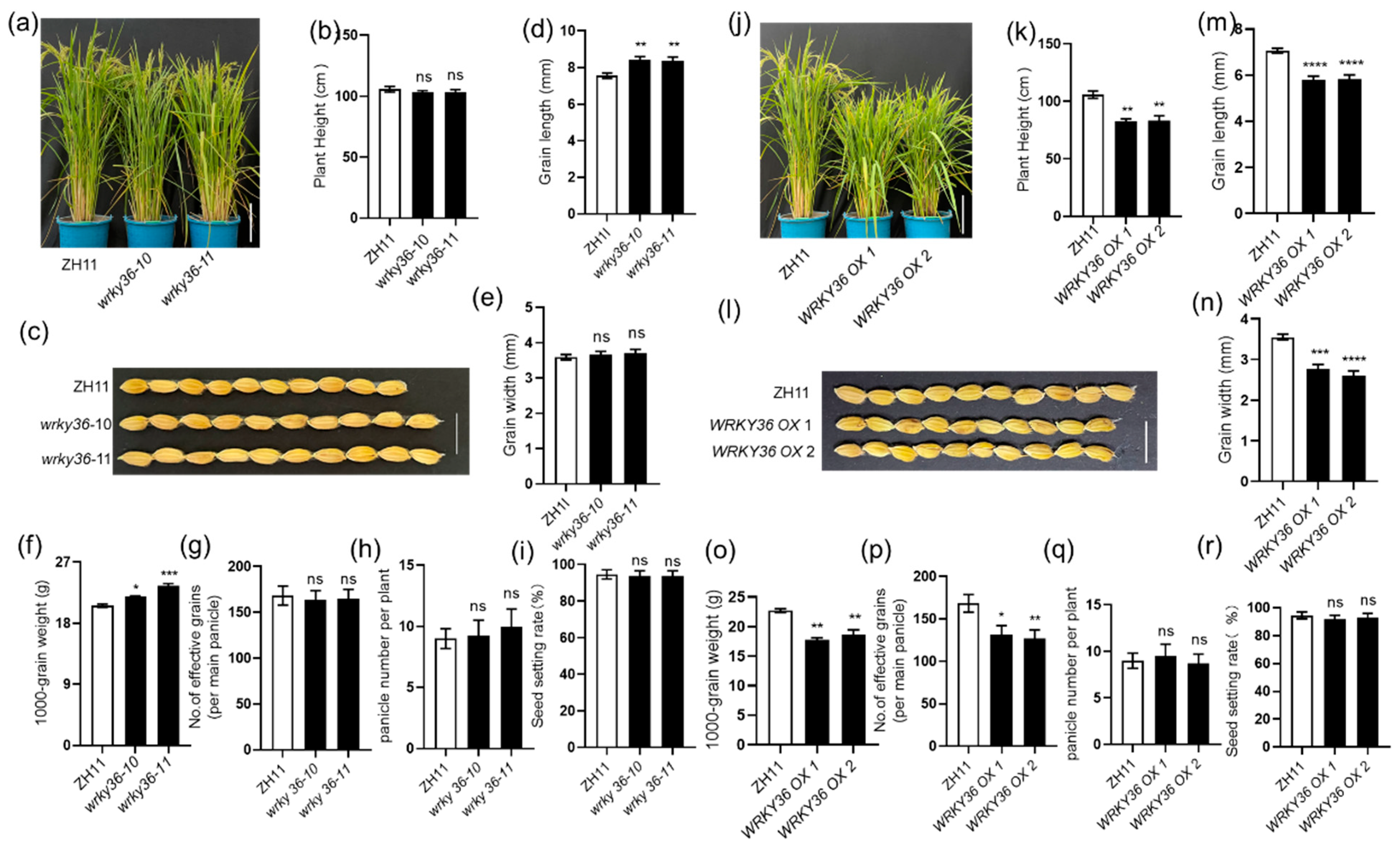 Plants 14 00518 g003