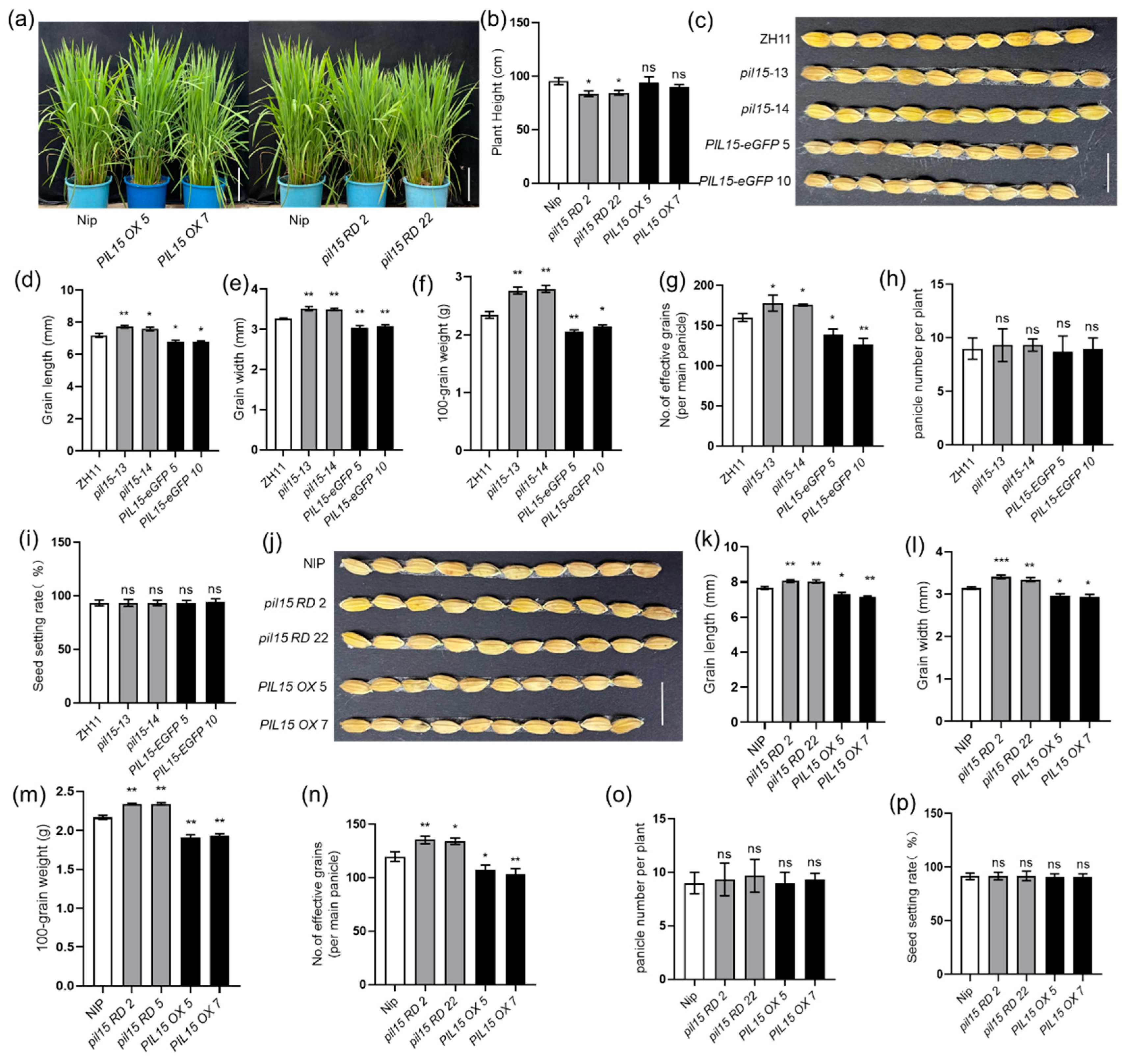 Plants 14 00518 g004