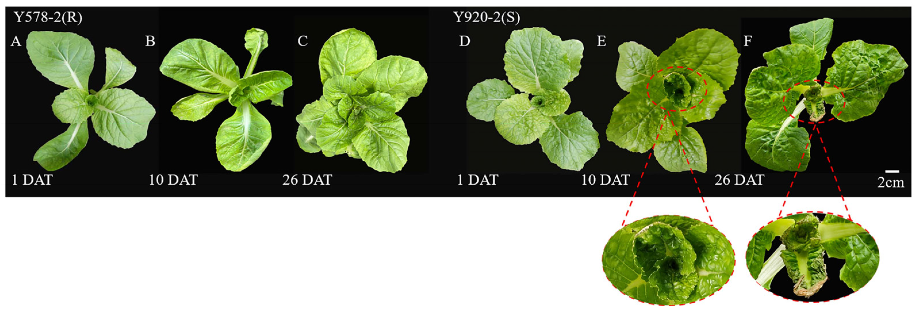 Plants 14 00527 g001