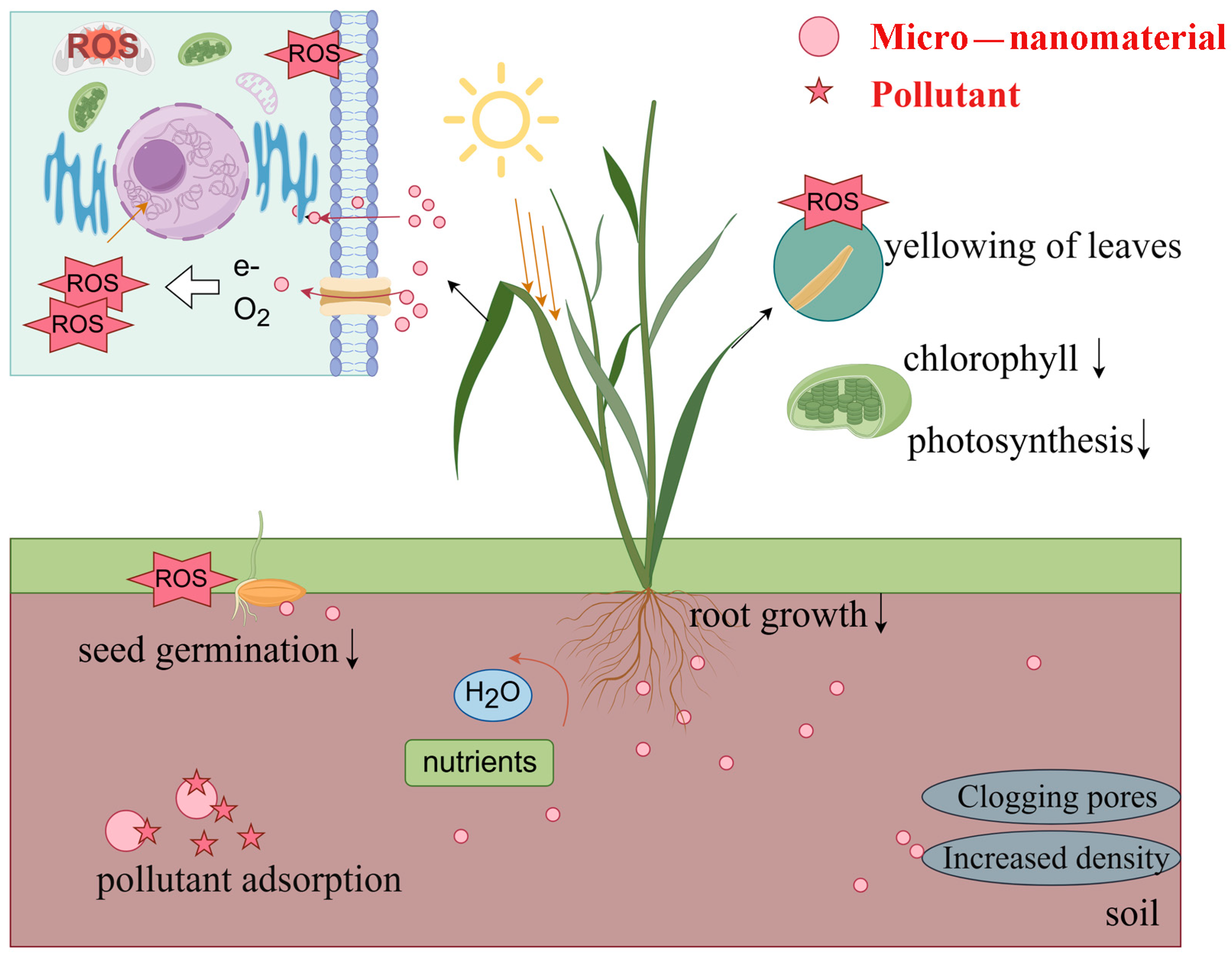 Plants 14 00528 g001