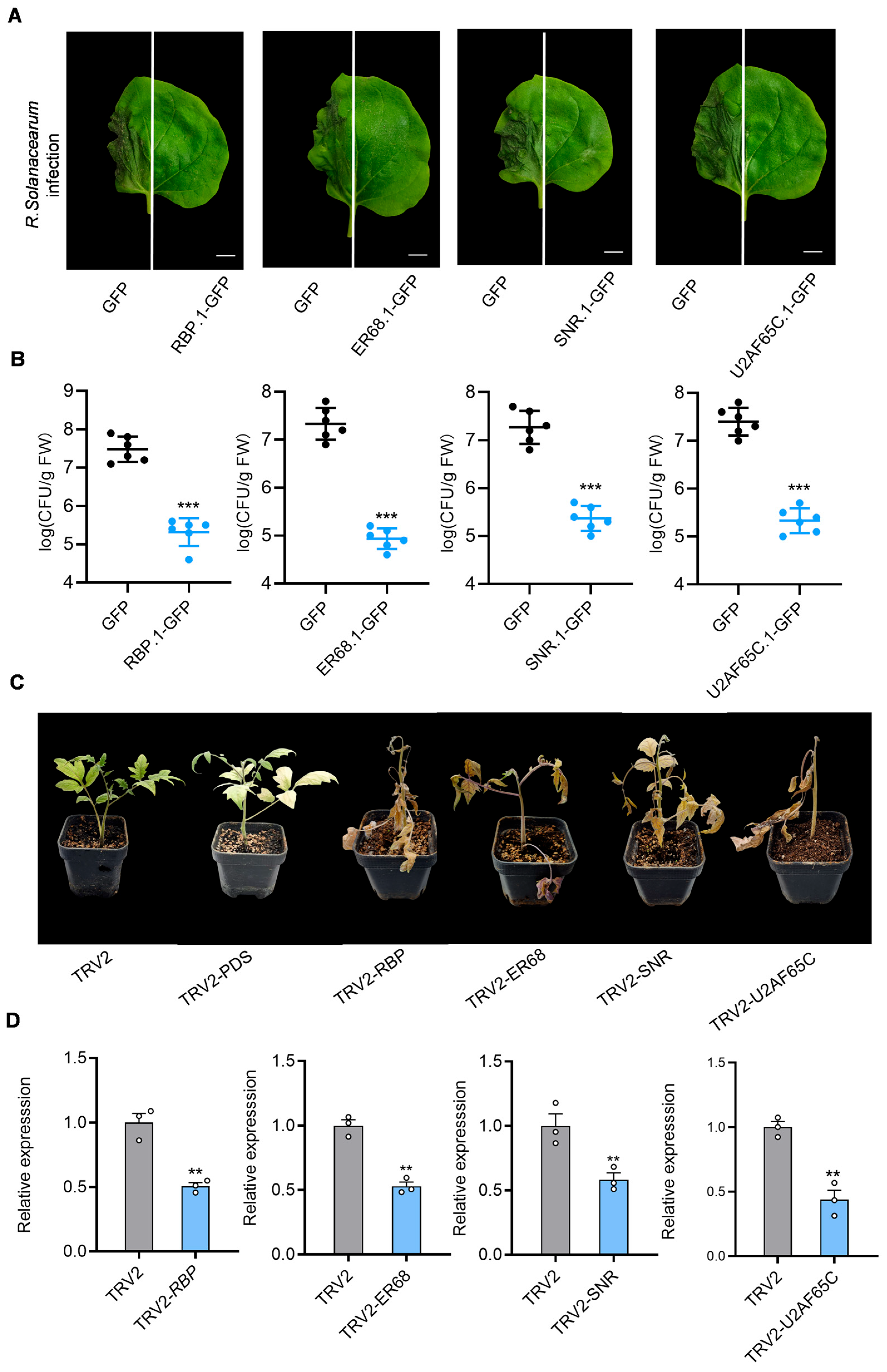 Plants 14 00534 g004