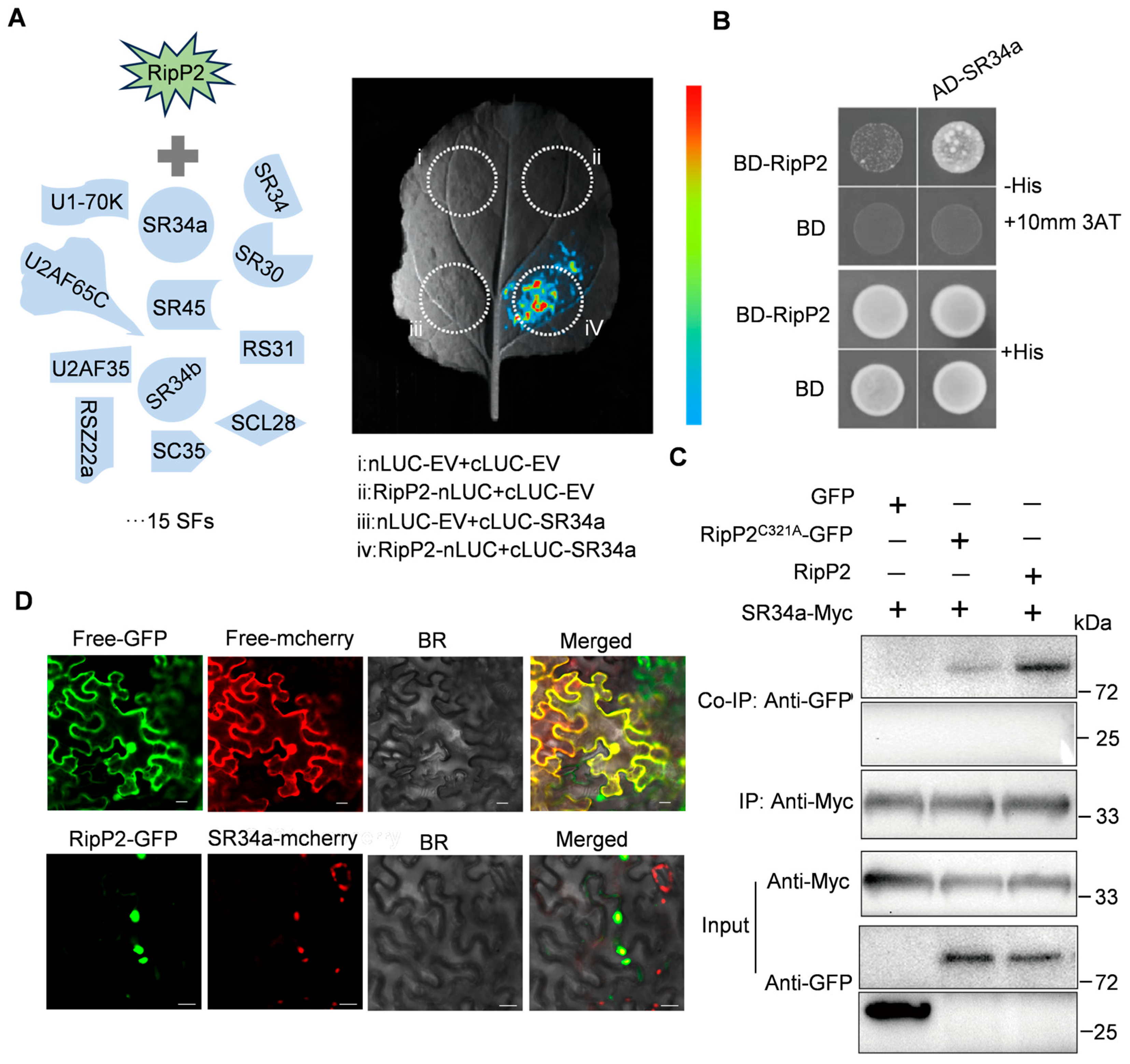 Plants 14 00534 g006