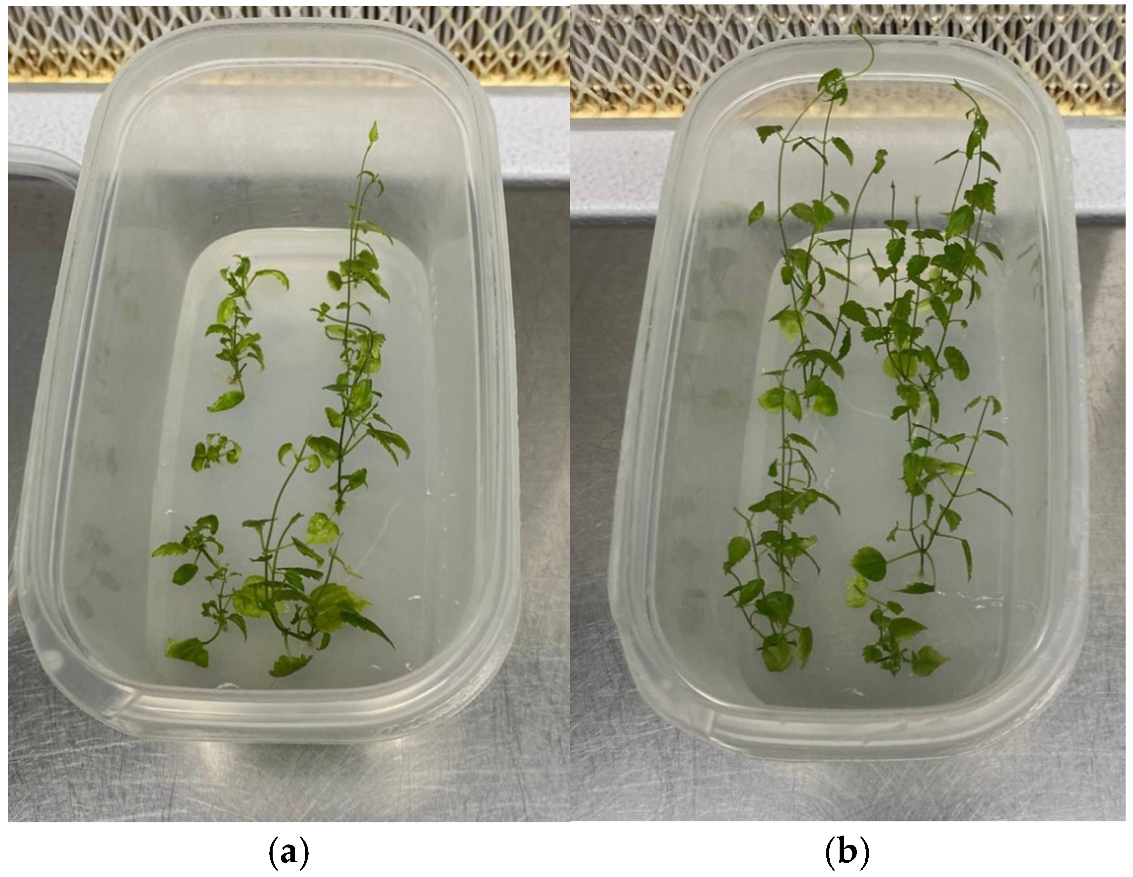 Plants 14 00537 g001