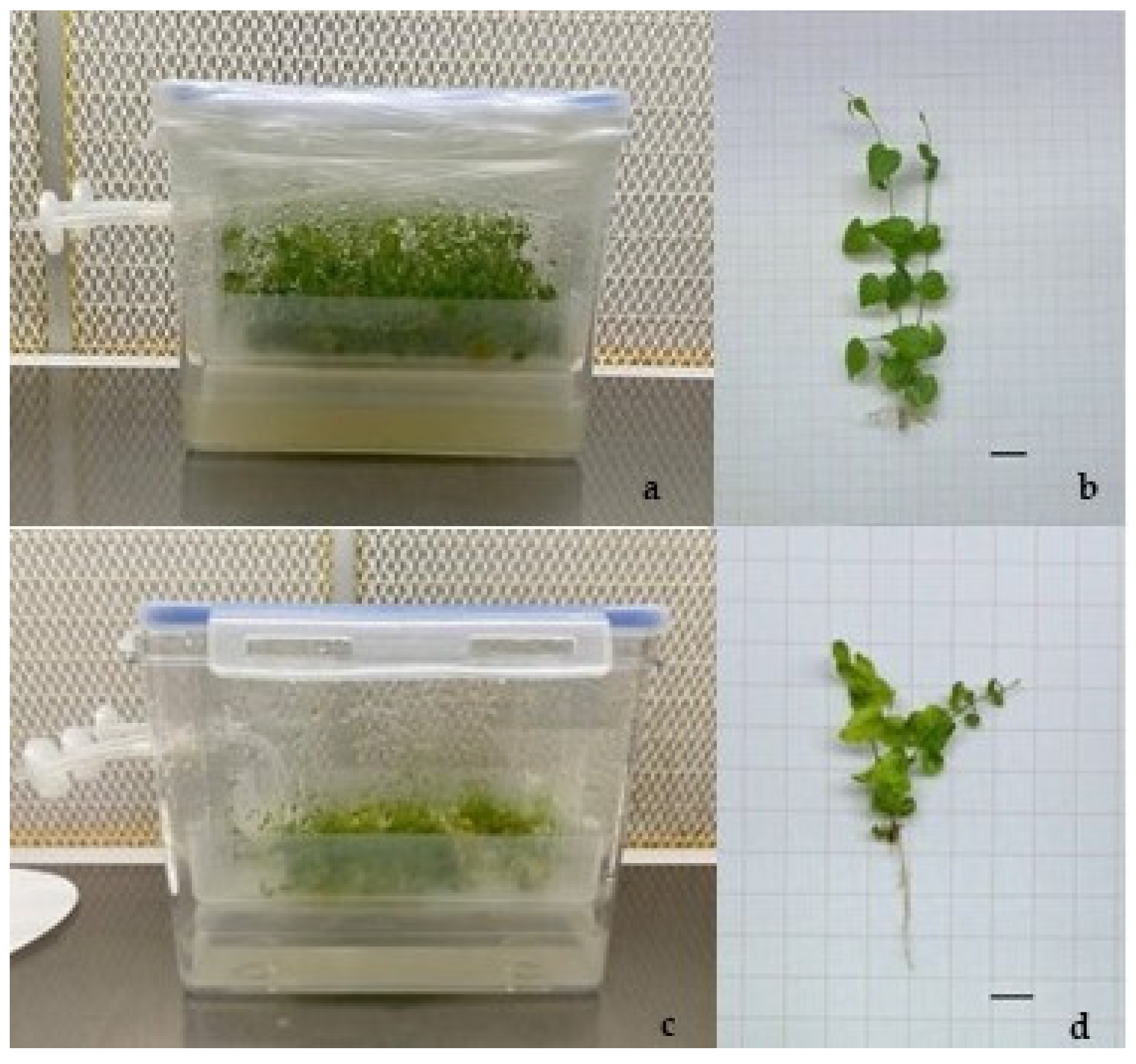 Plants 14 00537 g002