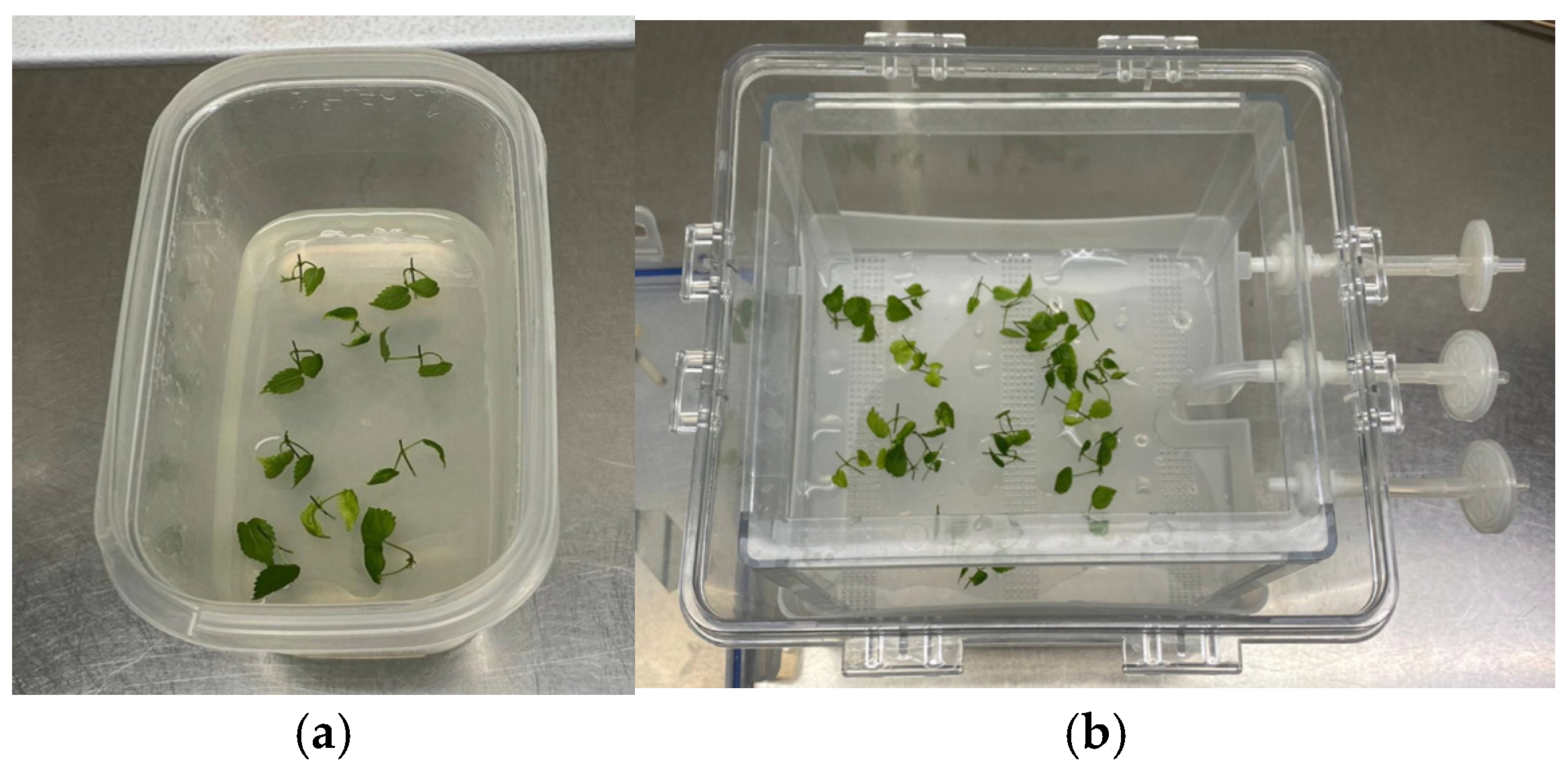 Plants 14 00537 g003