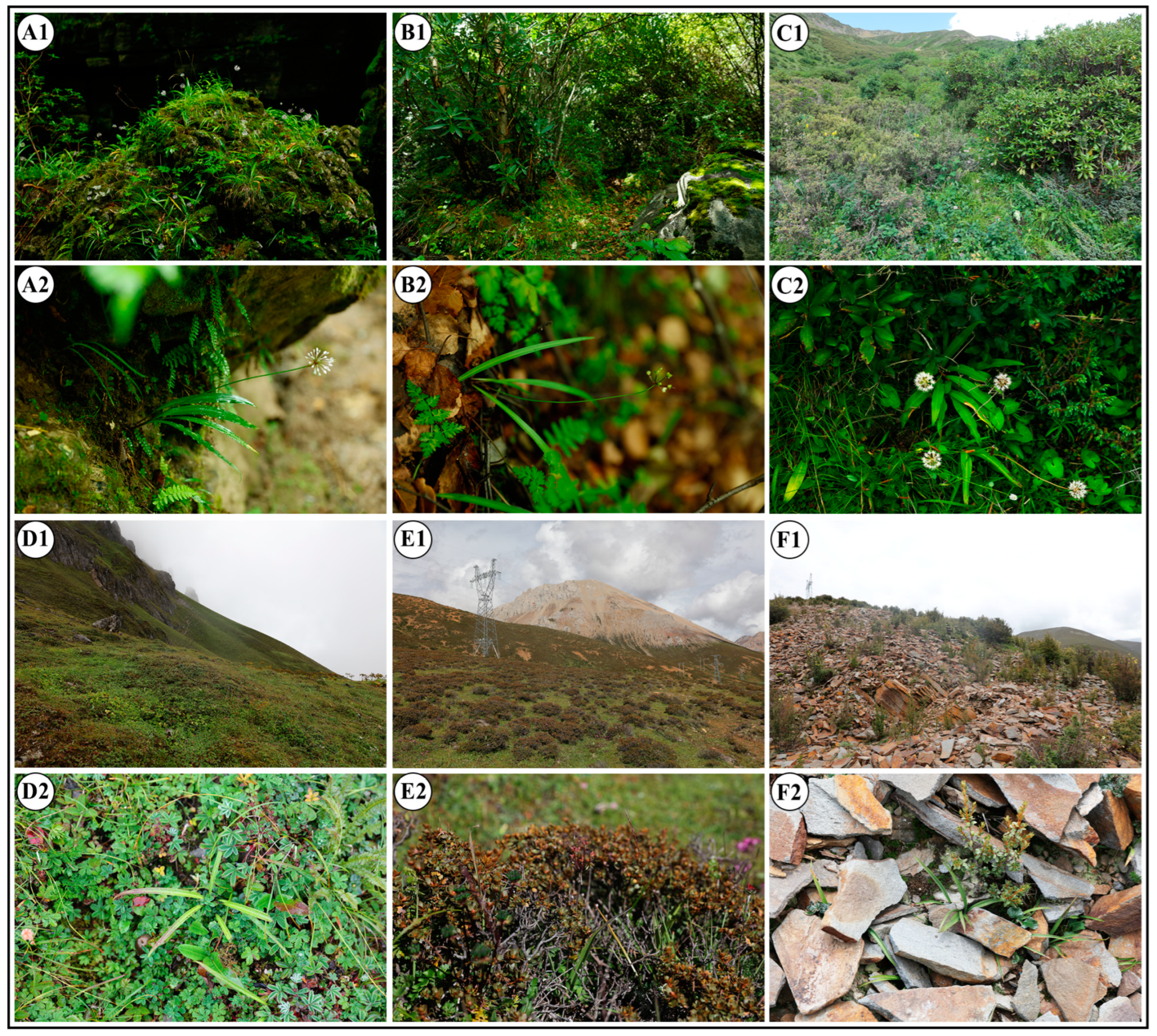 Plants 14 00541 g001