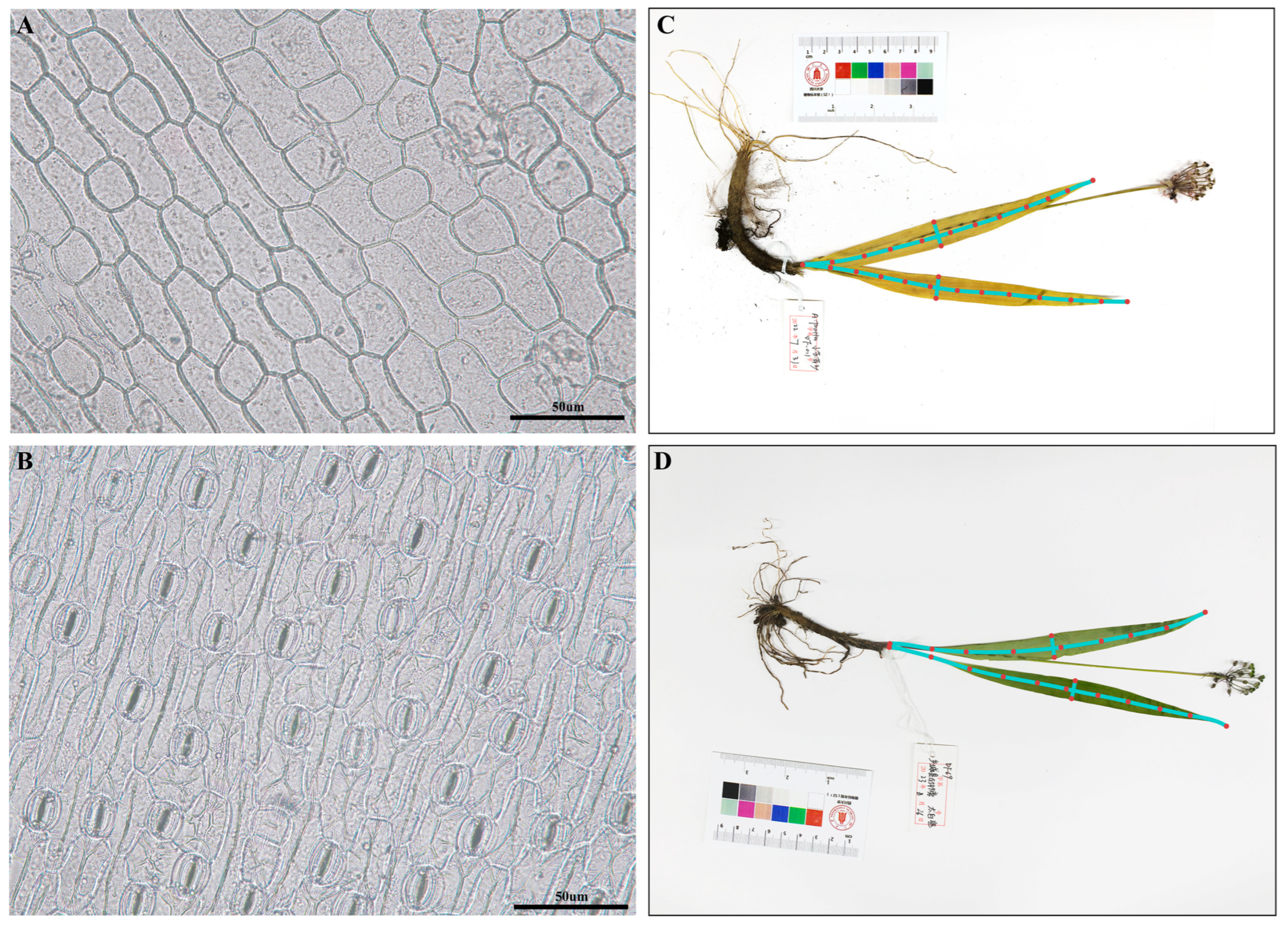 Plants 14 00541 g007