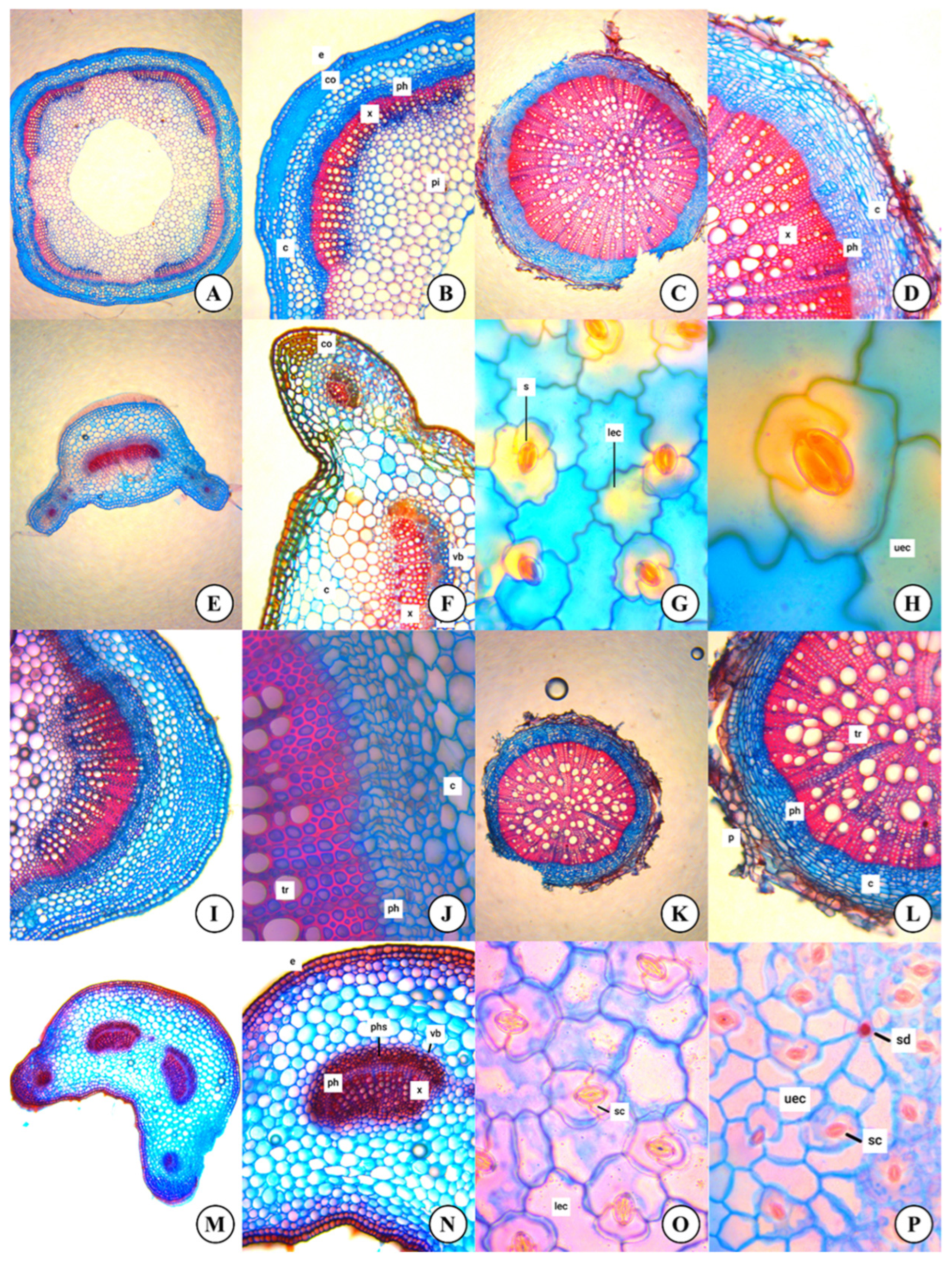 Plants 14 00542 g001