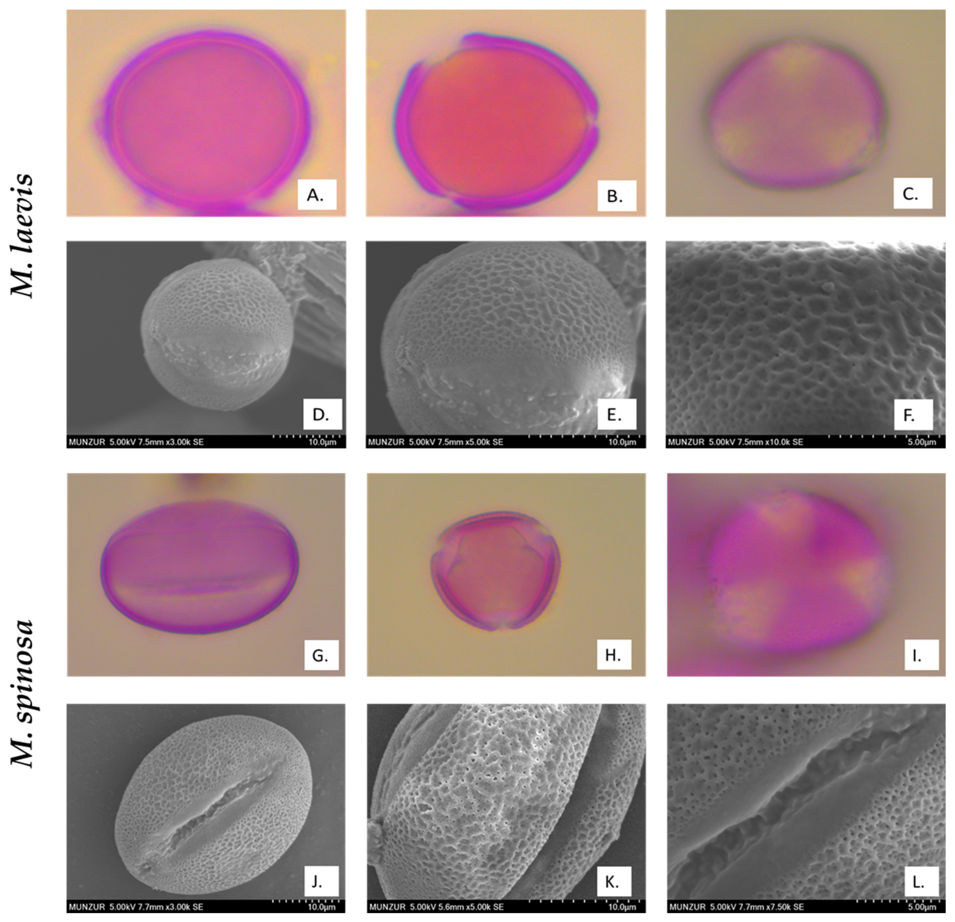 Plants 14 00542 g002