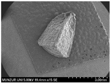 Plants 14 00542 i002