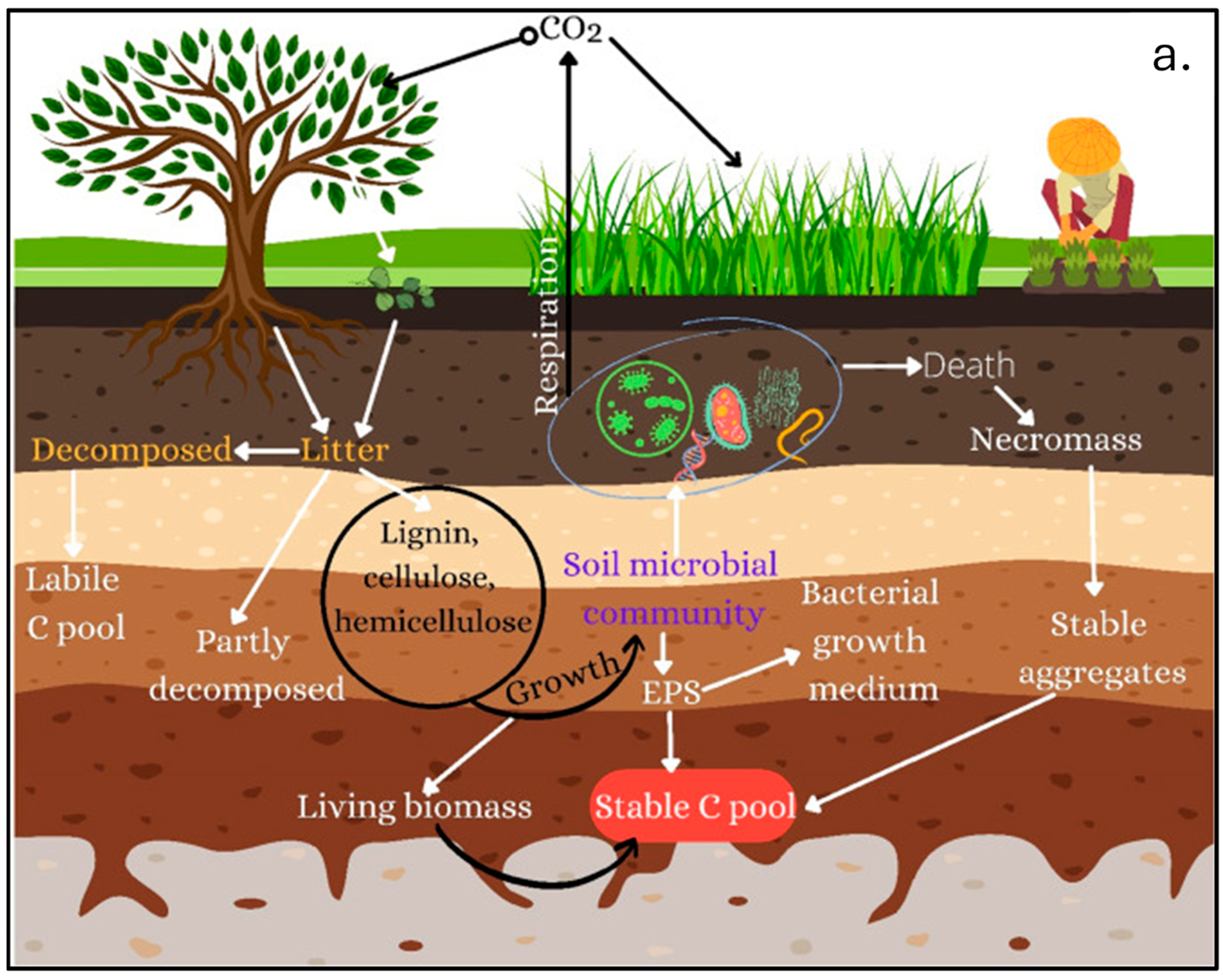 Plants 14 00546 g001a