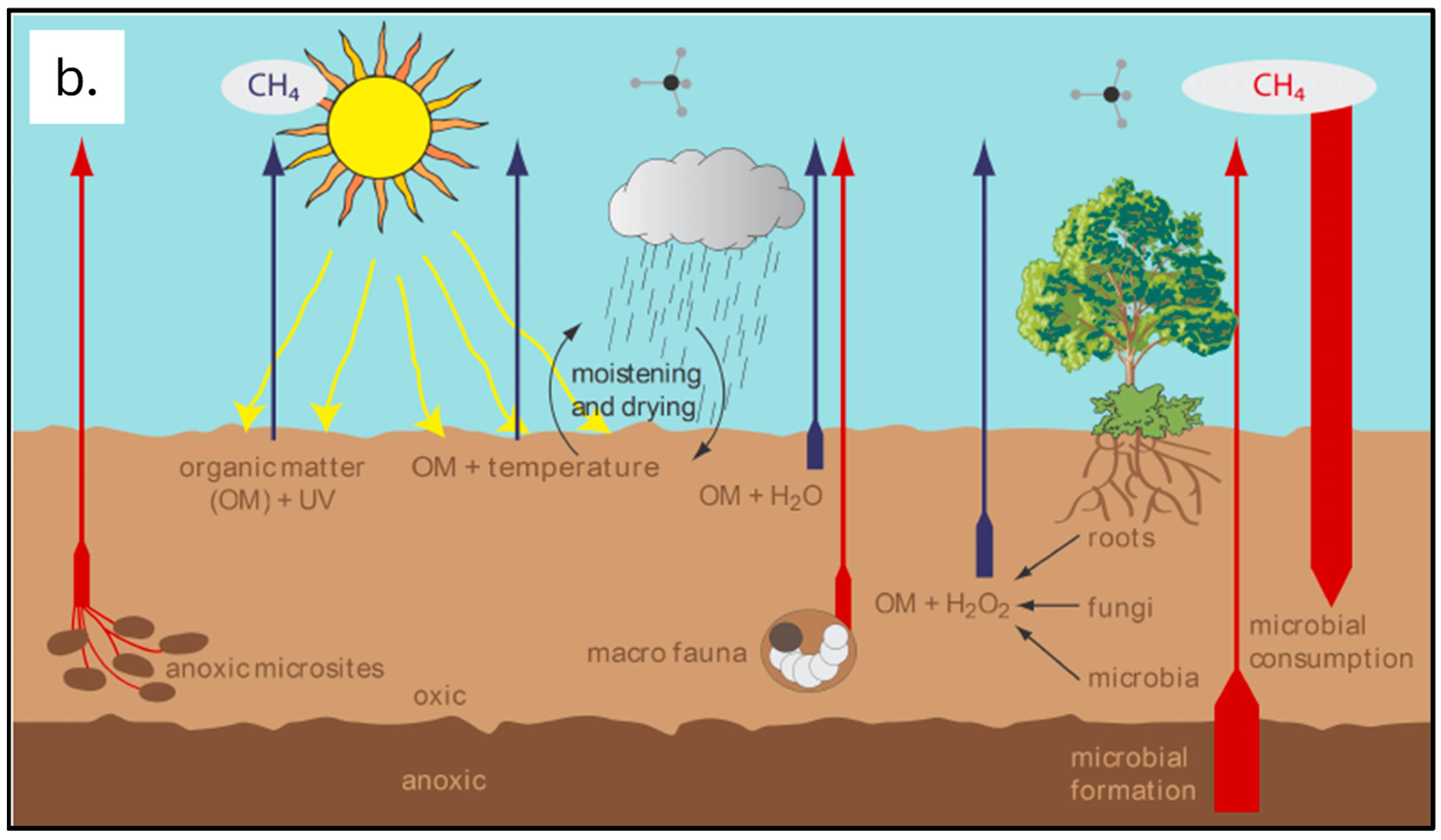 Plants 14 00546 g001b