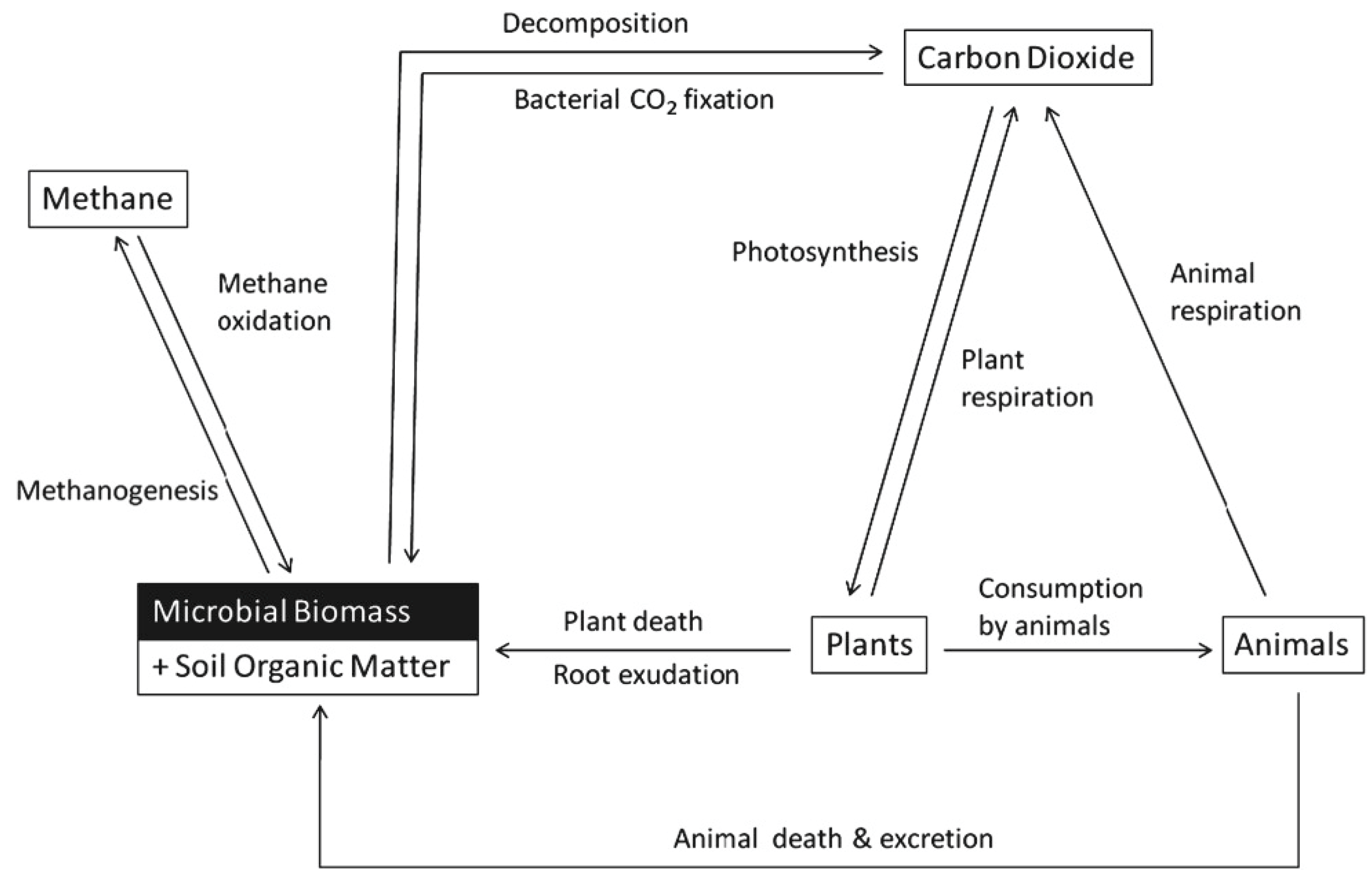 Plants 14 00546 g004
