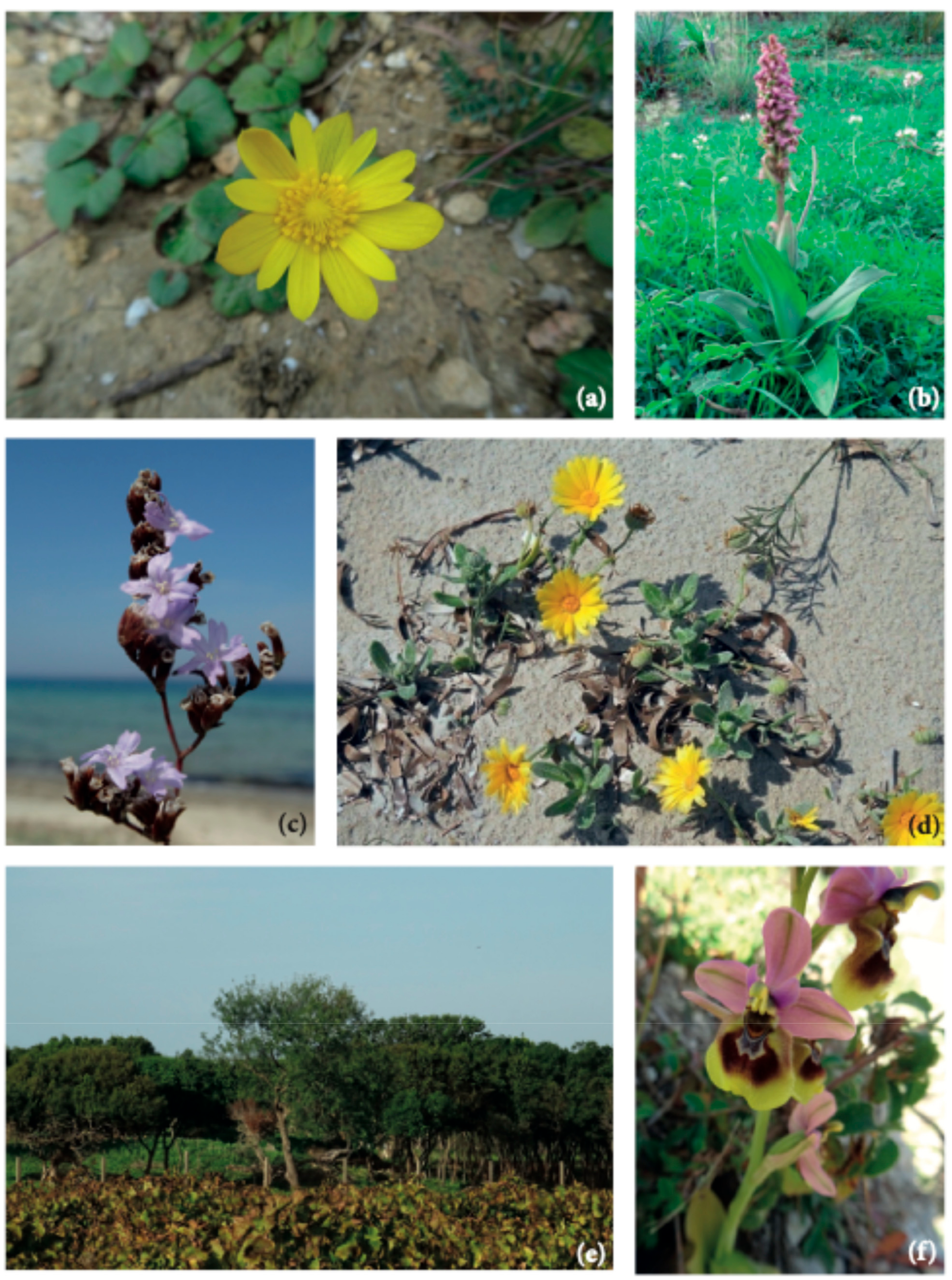 Plants 14 00548 g006