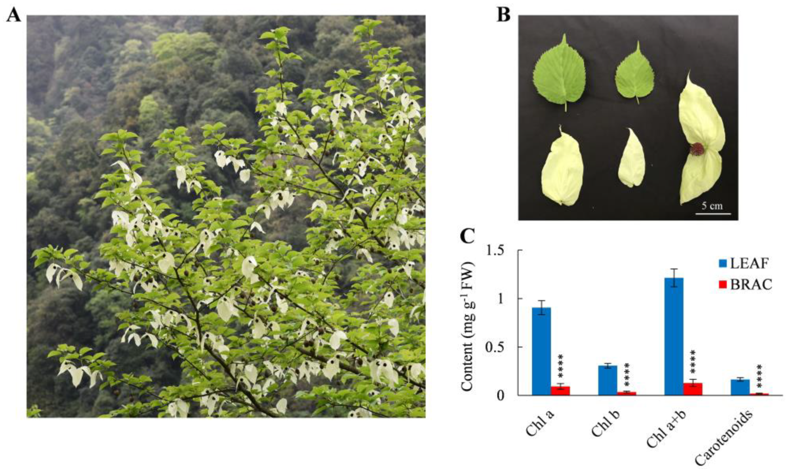 Plants 14 00549 g001