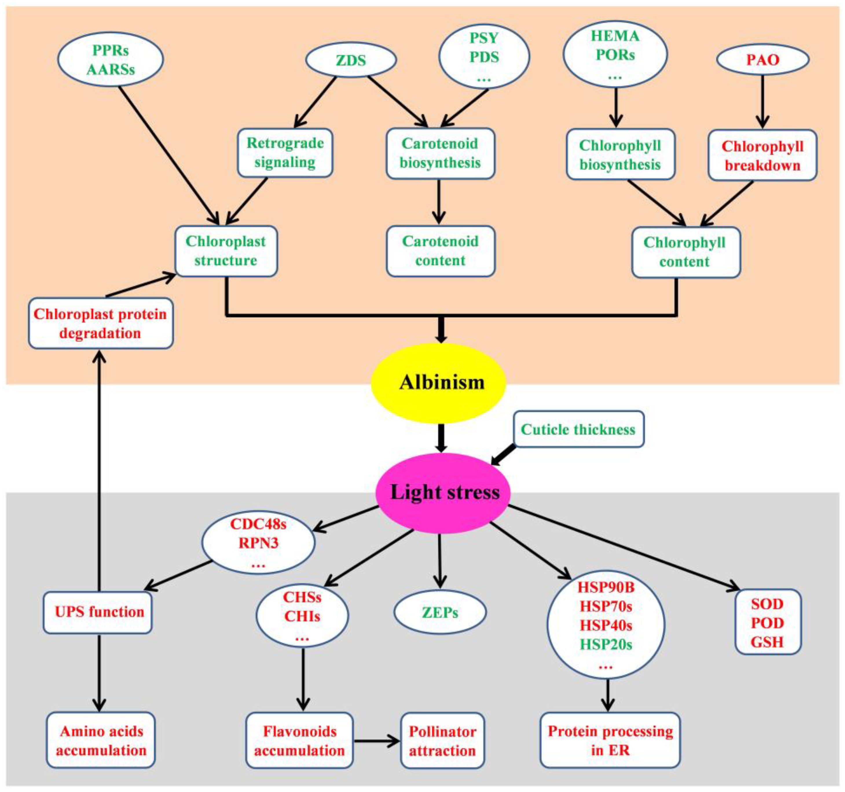 Plants 14 00549 g011