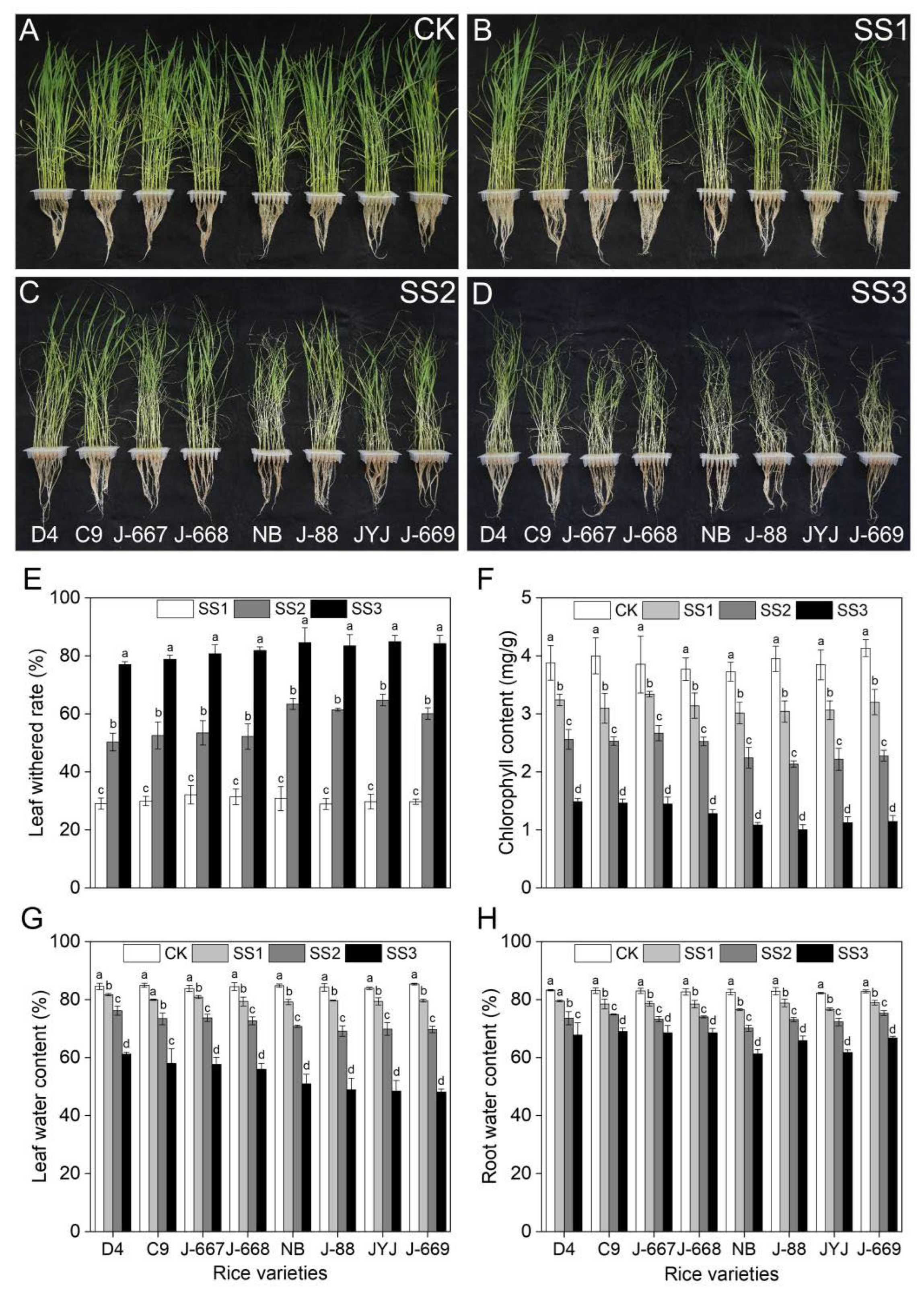 Plants 14 00556 g002