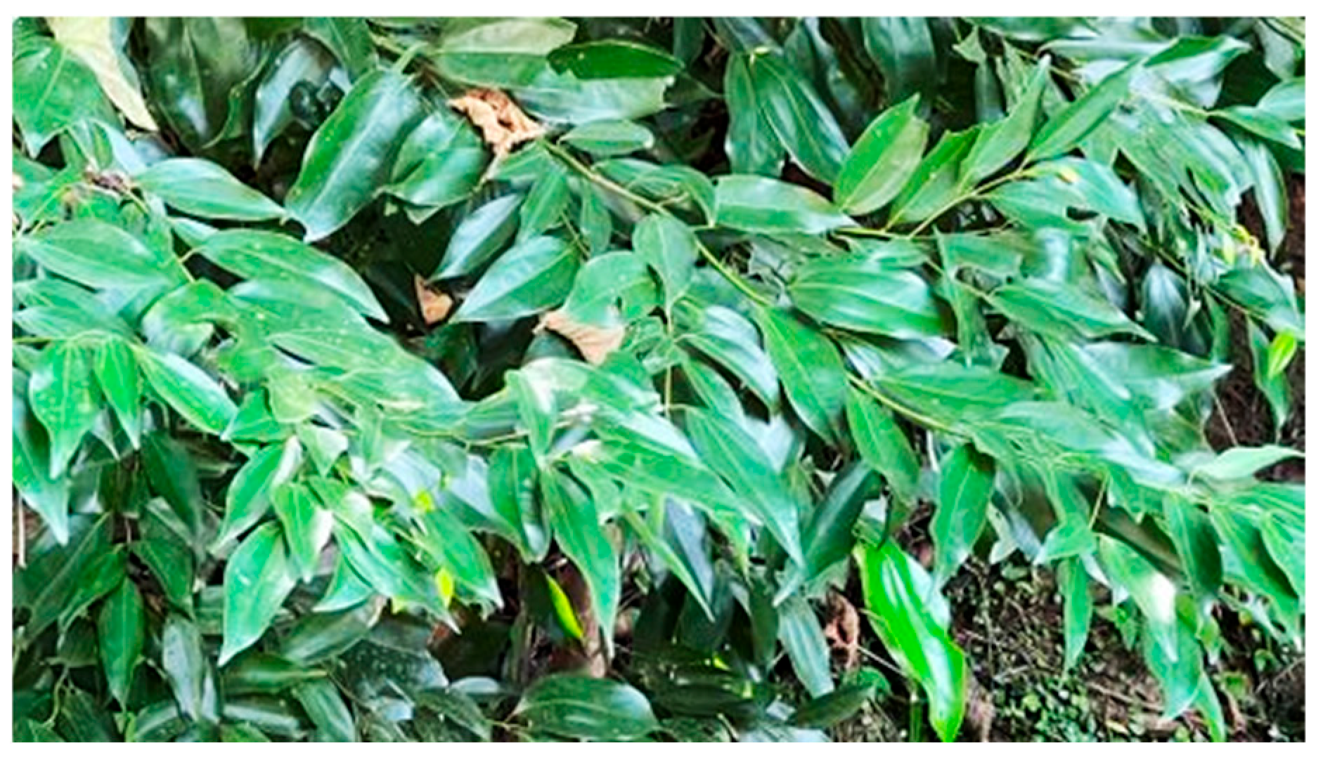 Plants 14 00562 g001