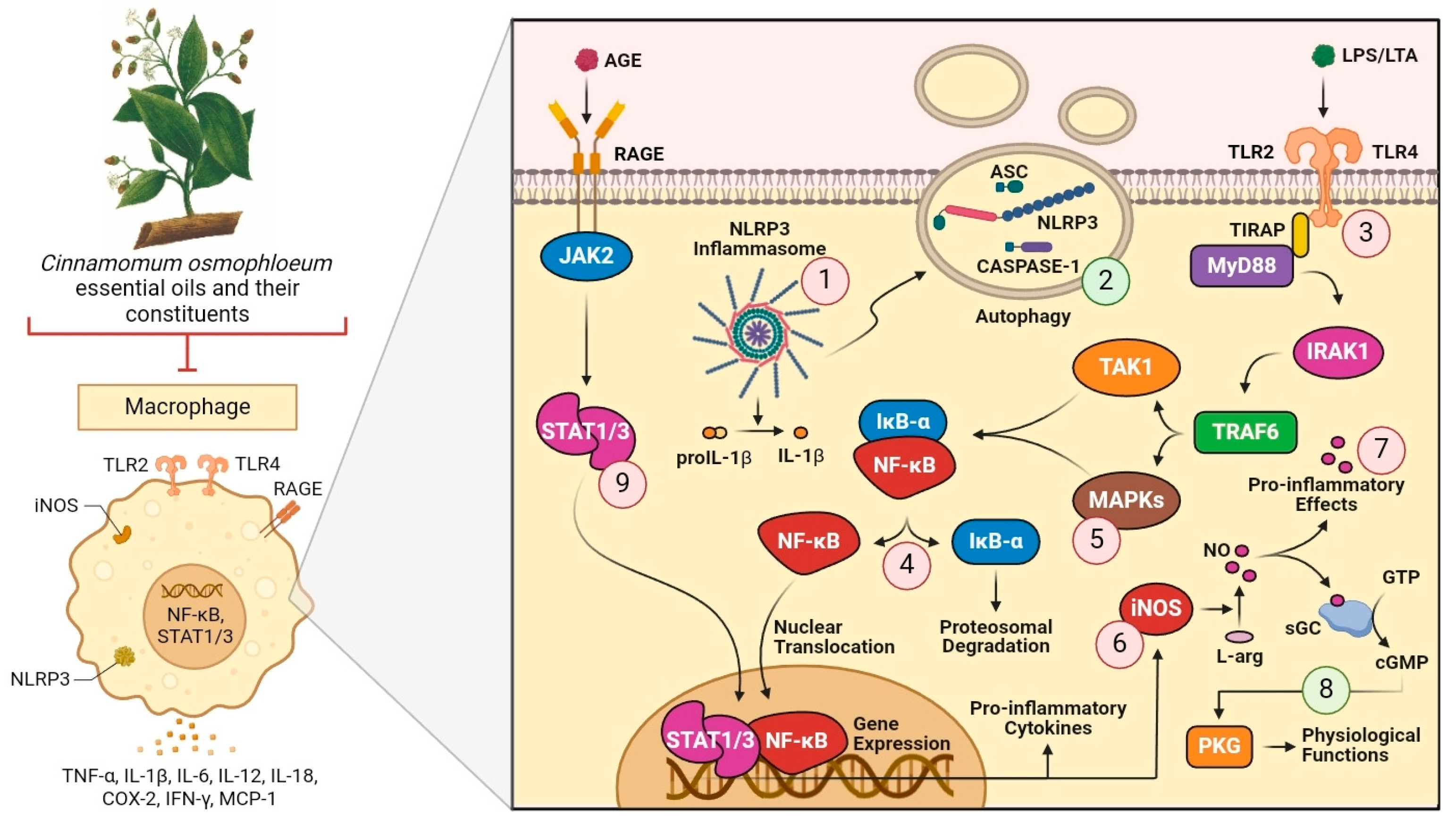 Plants 14 00562 g006