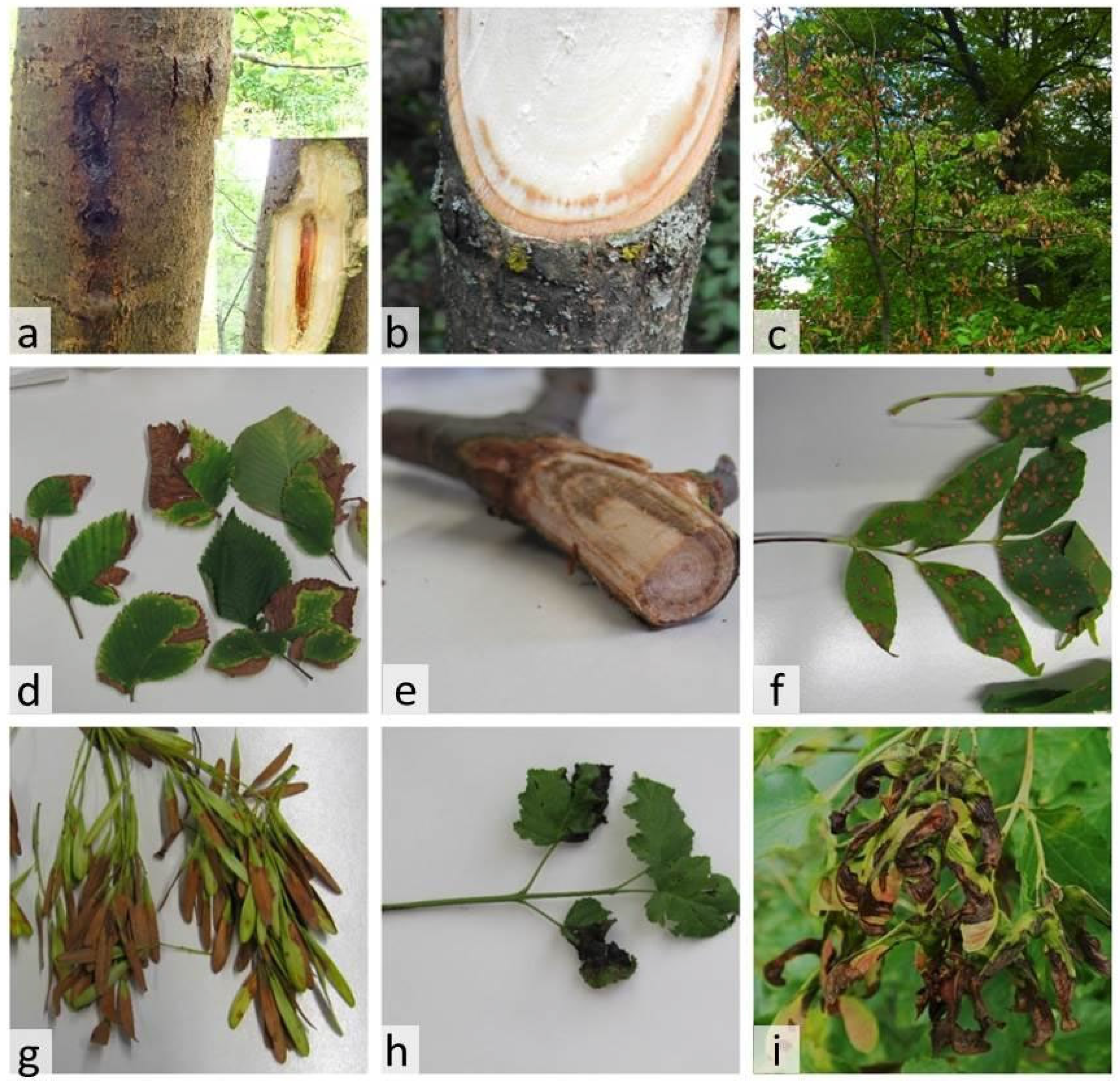 Plants 14 00563 g001