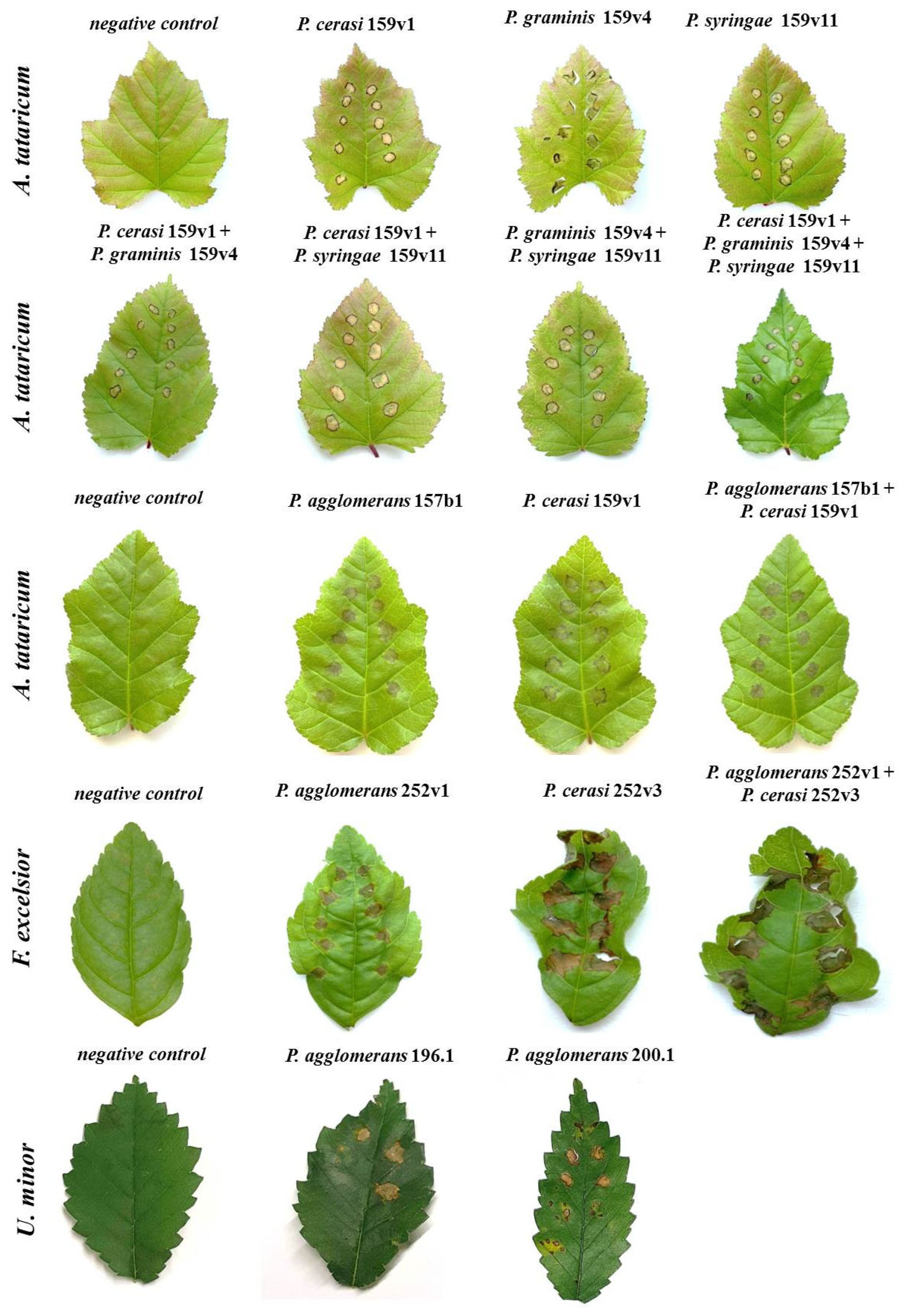 Plants 14 00563 g006