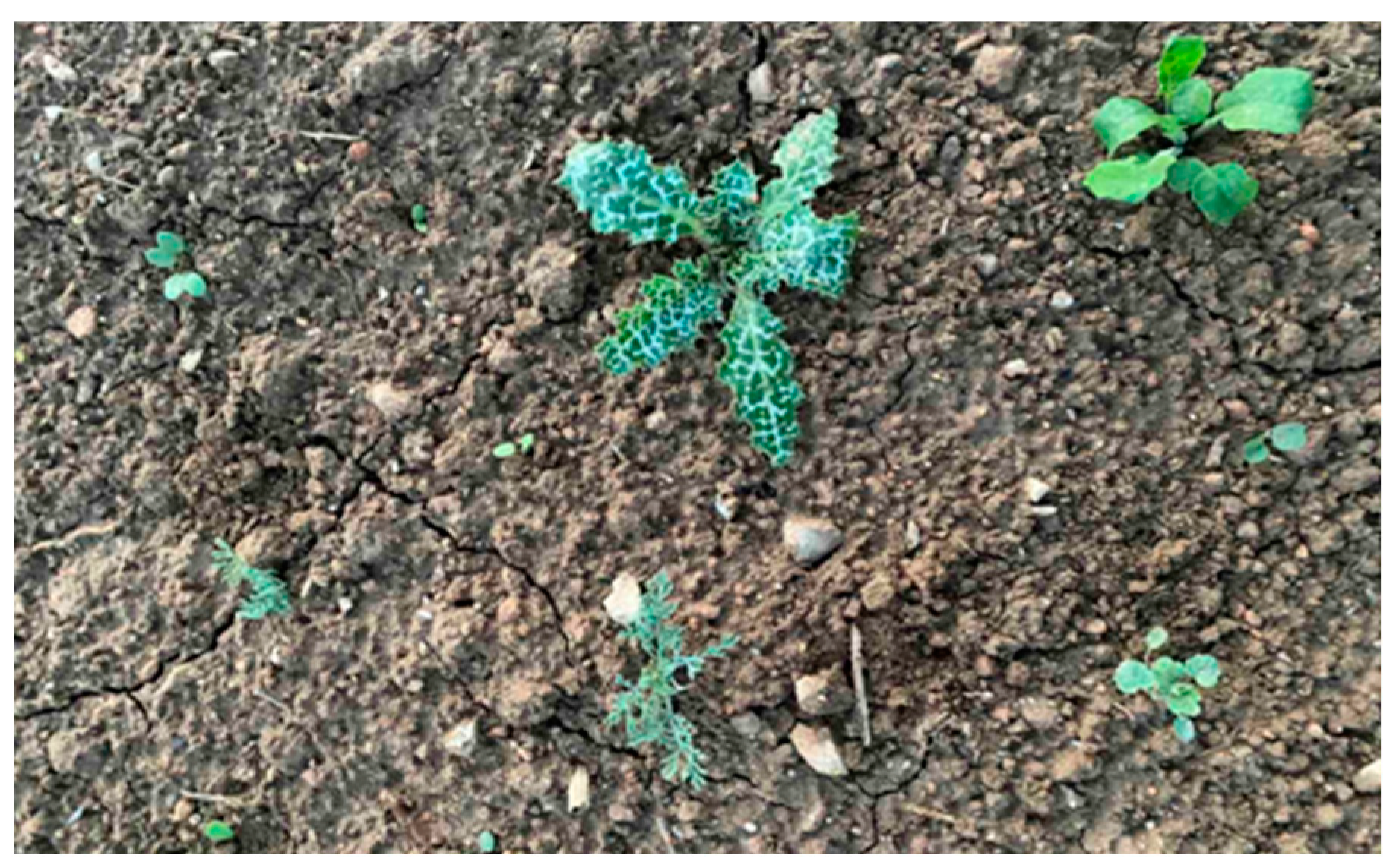 Plants 14 00564 g005